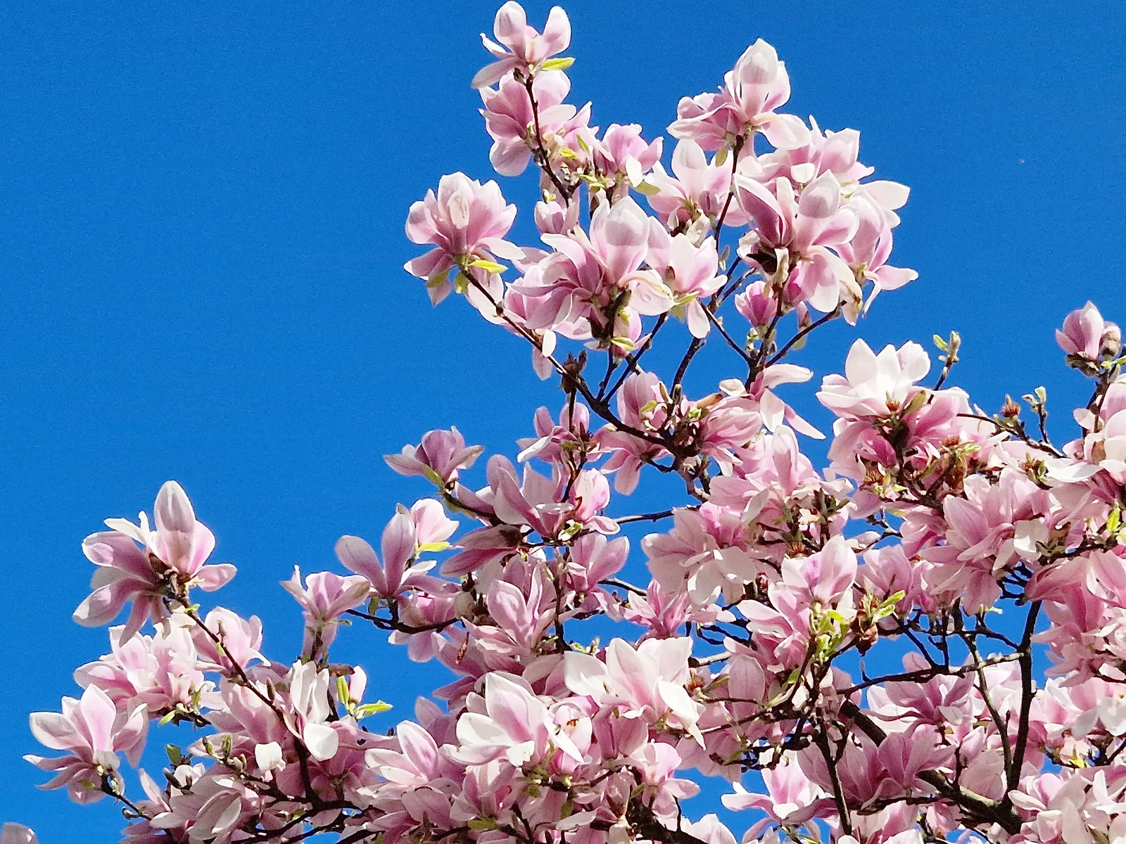 Purple Lilly Magnolia (Magnolia Liliiflora) — fragrant blooms in hues of dark purple outside and blushing pink within
