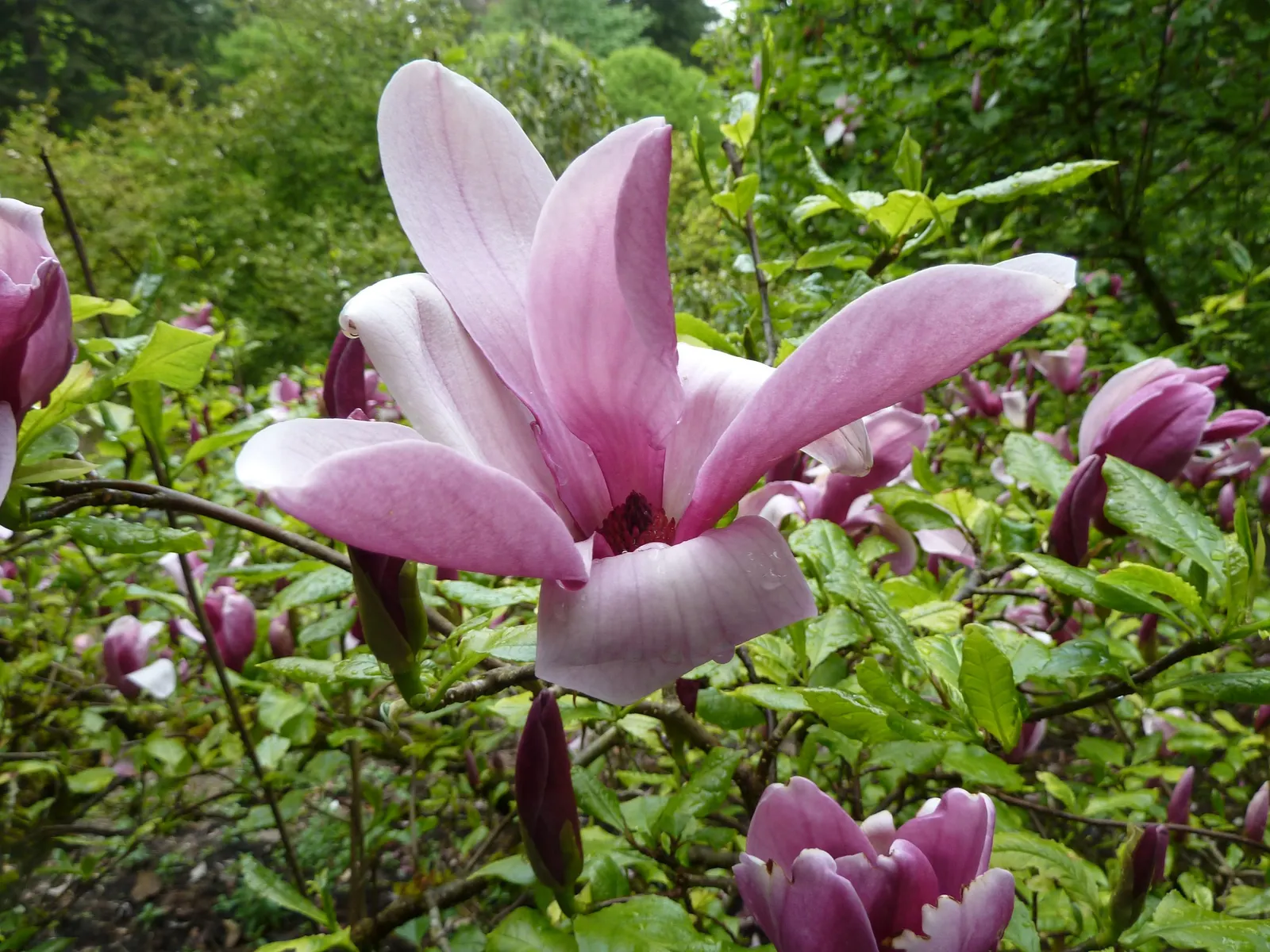 Purple Lilly Magnolia (Magnolia Liliiflora) — reaching an average height of 8 to 12 feet with a spread of 6 to 10 feet