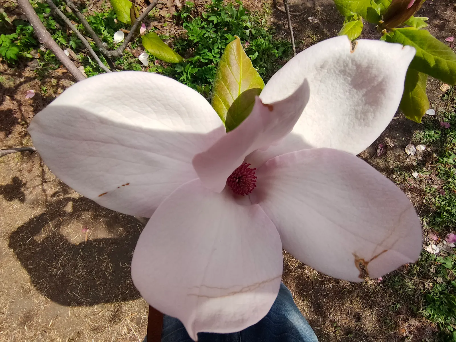 Purple Lilly Magnolia (Magnolia Liliiflora) — adding a sensory dimension to the garden.<br><br>For optimal growth