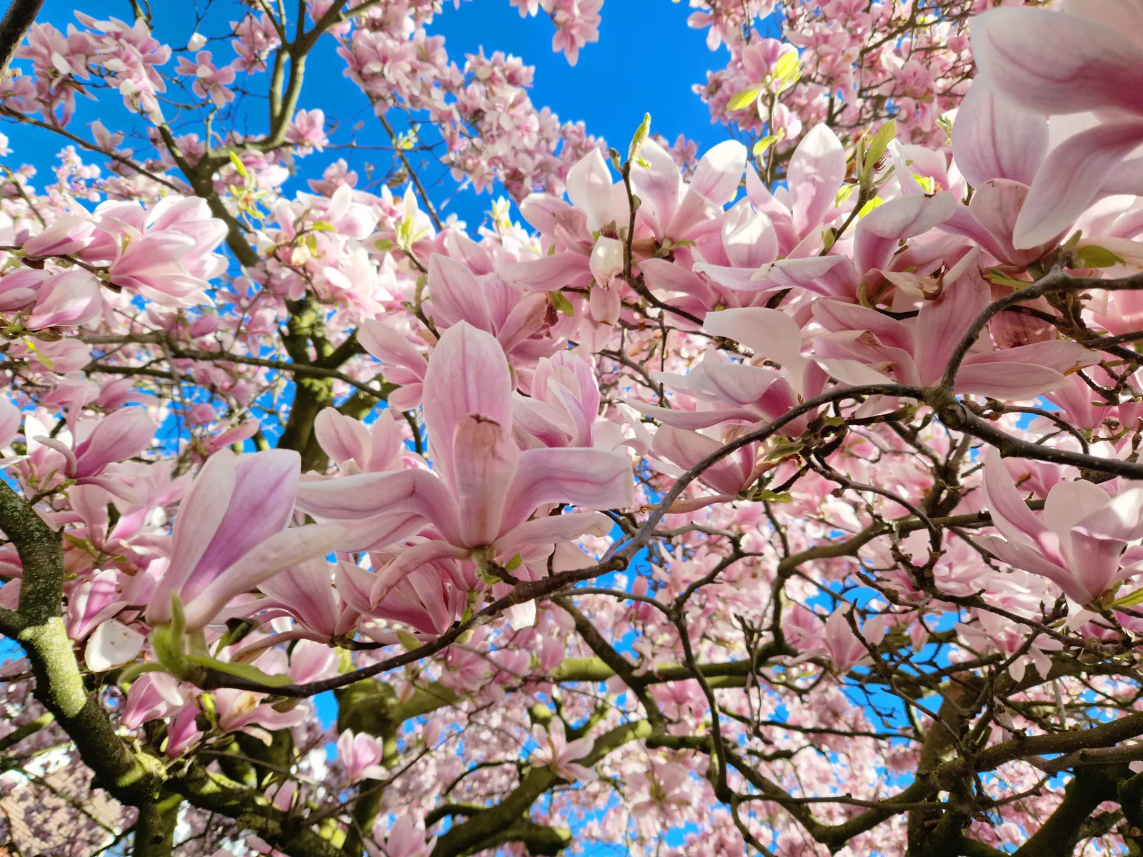 Purple Lilly Magnolia (Magnolia Liliiflora) — The blossoms boast a rich purple-pink hue on the outside with a paler interior; this magnolia variety, image 65