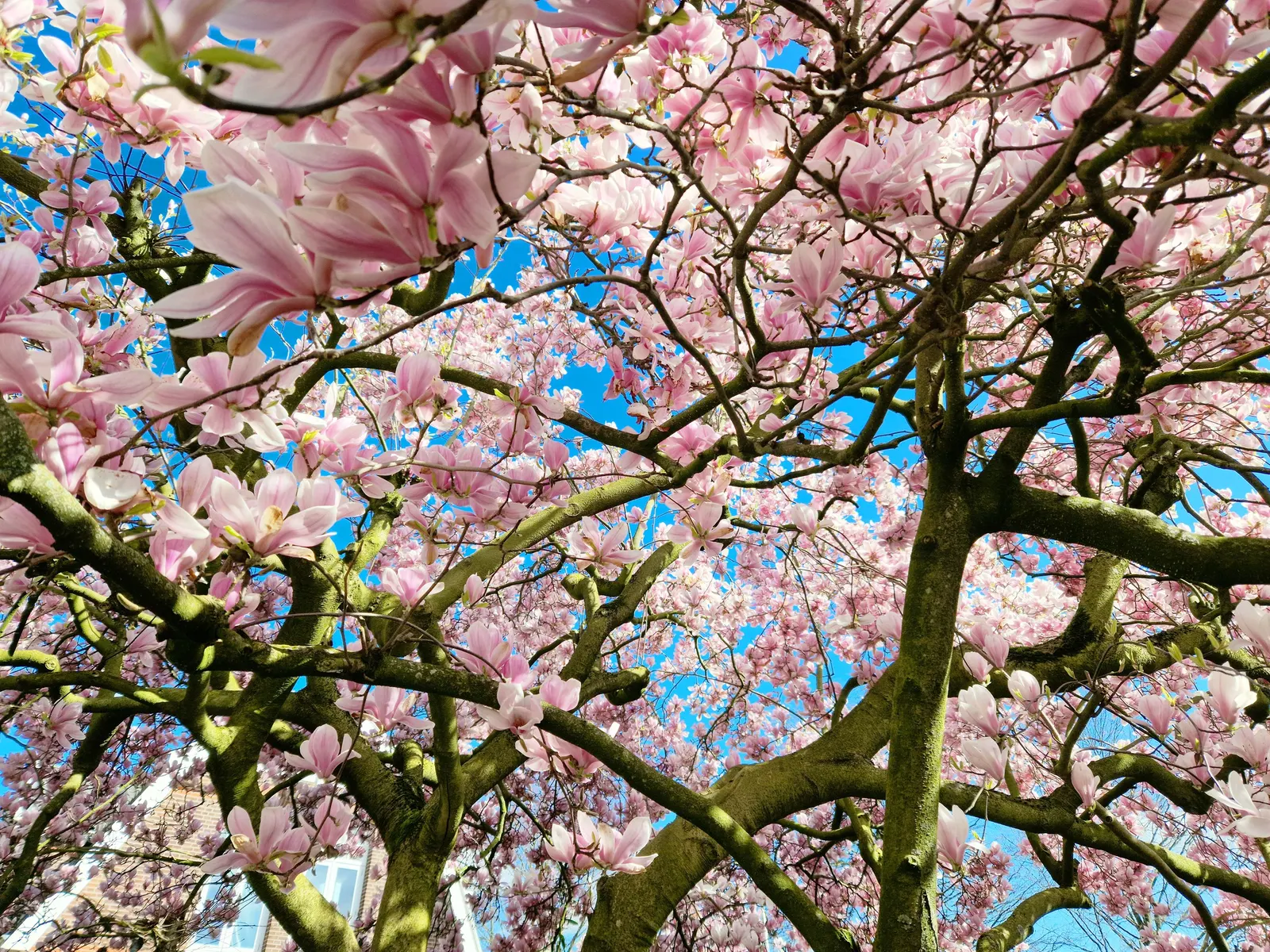 Purple Lilly Magnolia (Magnolia Liliiflora) — adding a sensory dimension to the garden.<br><br>For optimal growth; it's an exquisite focal point or, image 68
