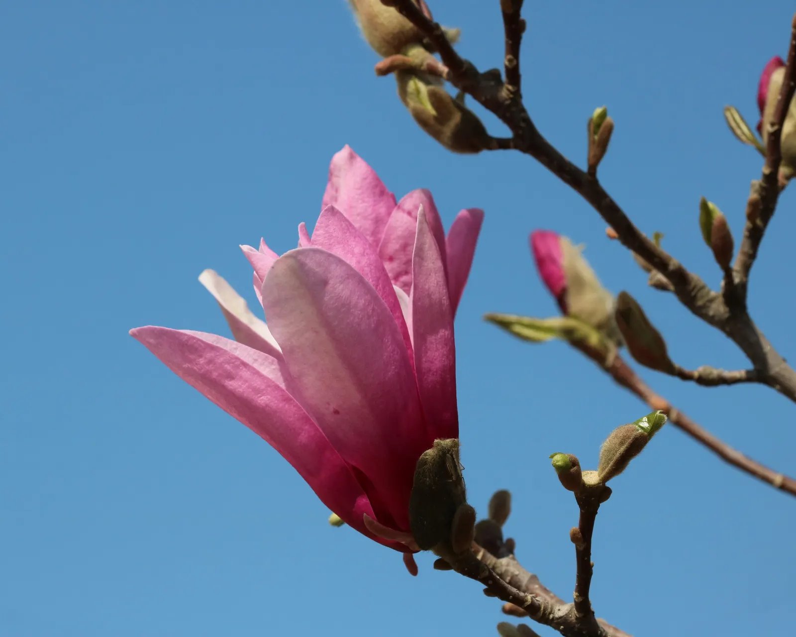 Purple Lilly Magnolia (Magnolia Liliiflora) — the Purple Lily Magnolia can be strategically placed as a focal point or integrated into a mixed, image 73