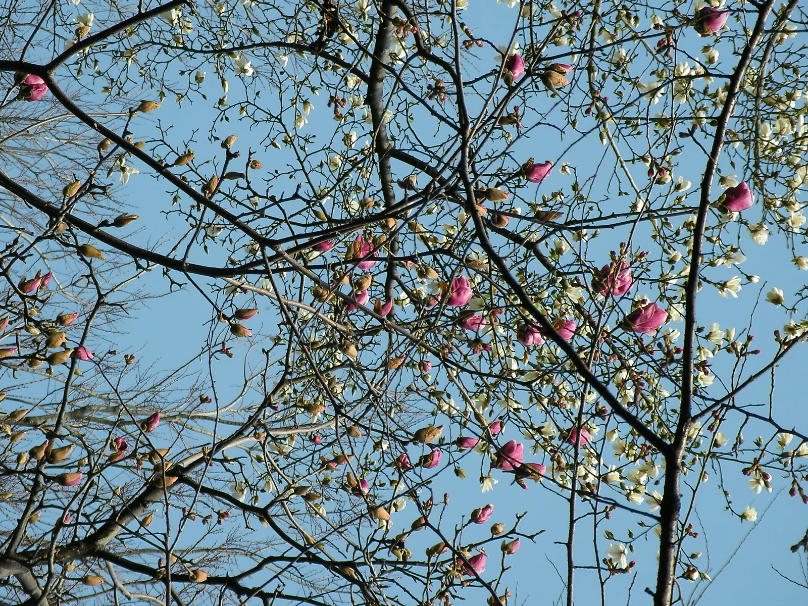 Purple Lilly Magnolia (Magnolia Liliiflora) — Its moderate size and vibrant blooms make it a versatile selection; the Purple Lily Magnolia can be, image 74
