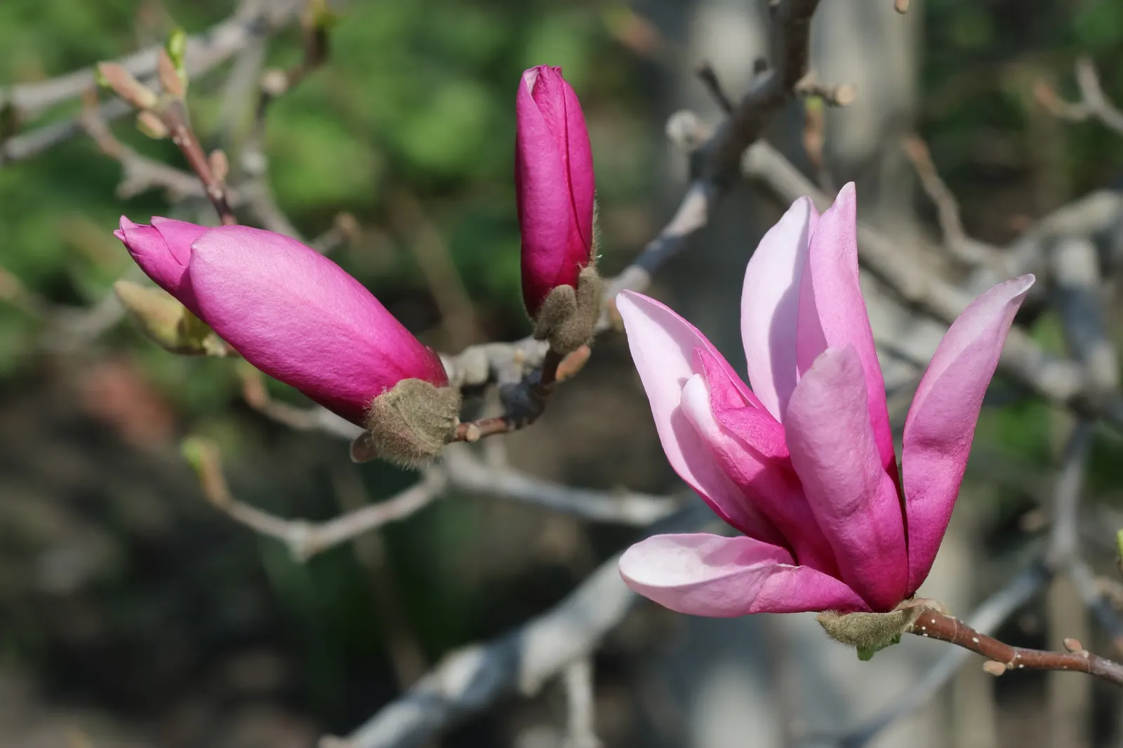 Purple Lilly Magnolia (Magnolia Liliiflora) — slightly acidic to neutral soil; planting in a sheltered location is advisable to protect its early, image 70