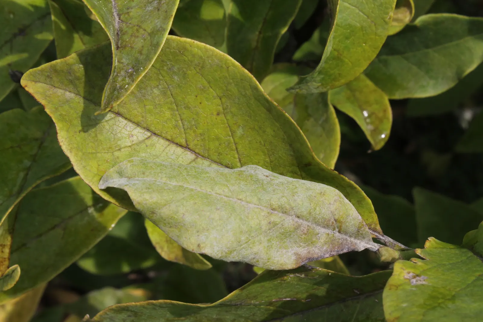 Purple Lilly Magnolia (Magnolia Liliiflora) — Planting in a sheltered location is advisable to protect its early blooms from late frosts; shrub for, image 71