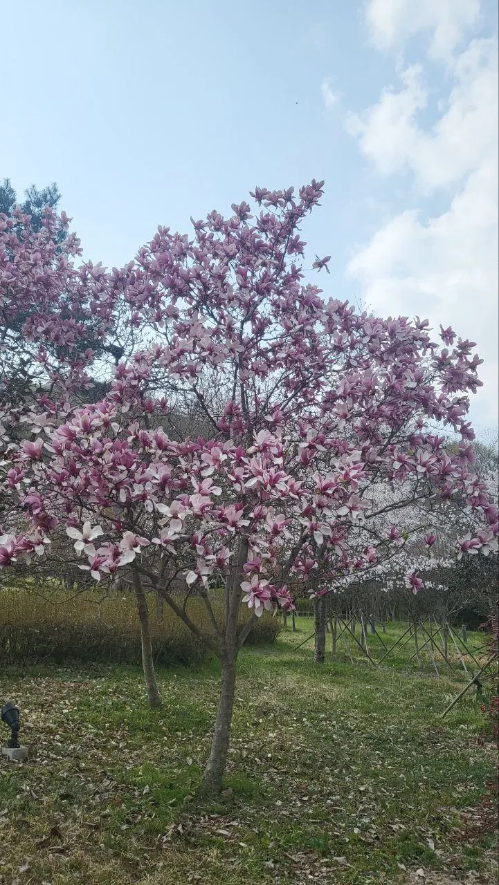 Purple Lilly Magnolia (Magnolia Liliiflora) — it's an exquisite focal point or border plant that requires minimal care once established; the Purple, image 57
