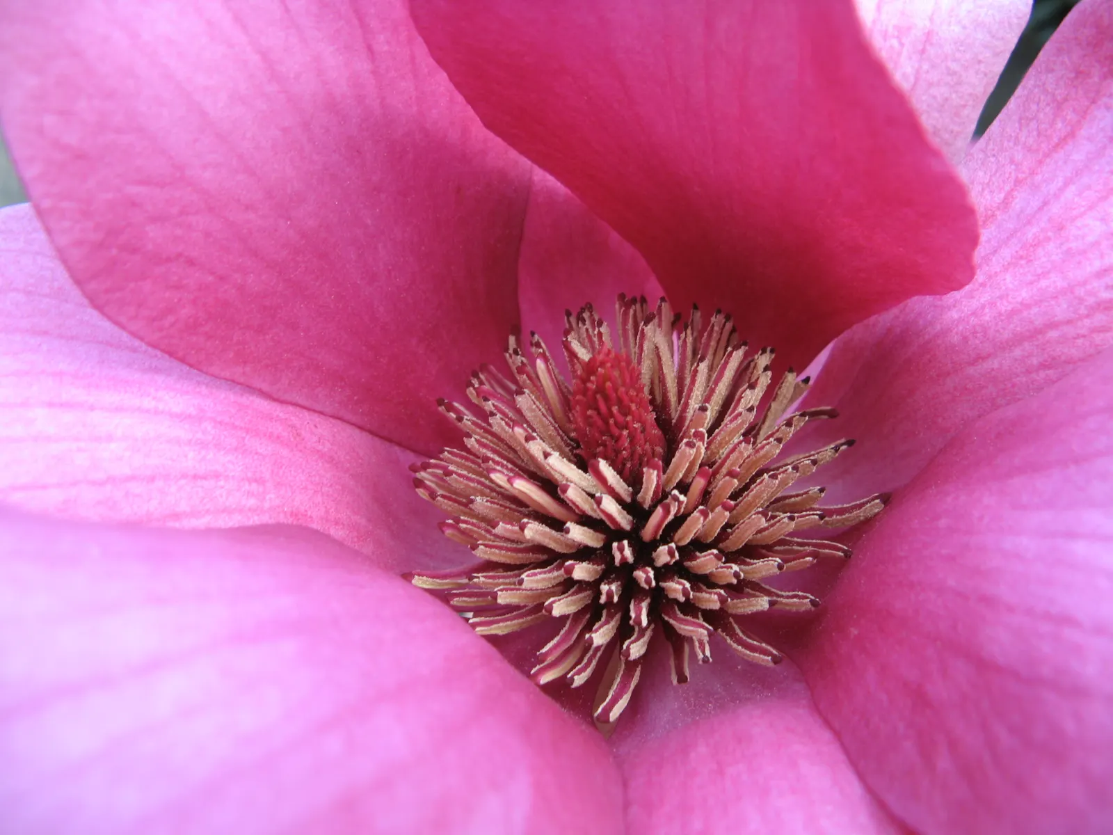 Purple Lilly Magnolia (Magnolia Liliiflora) — The Purple Lily Magnolia (Magnolia liliiflora); the blossoms boast a rich purple-pink hue on the, image 58