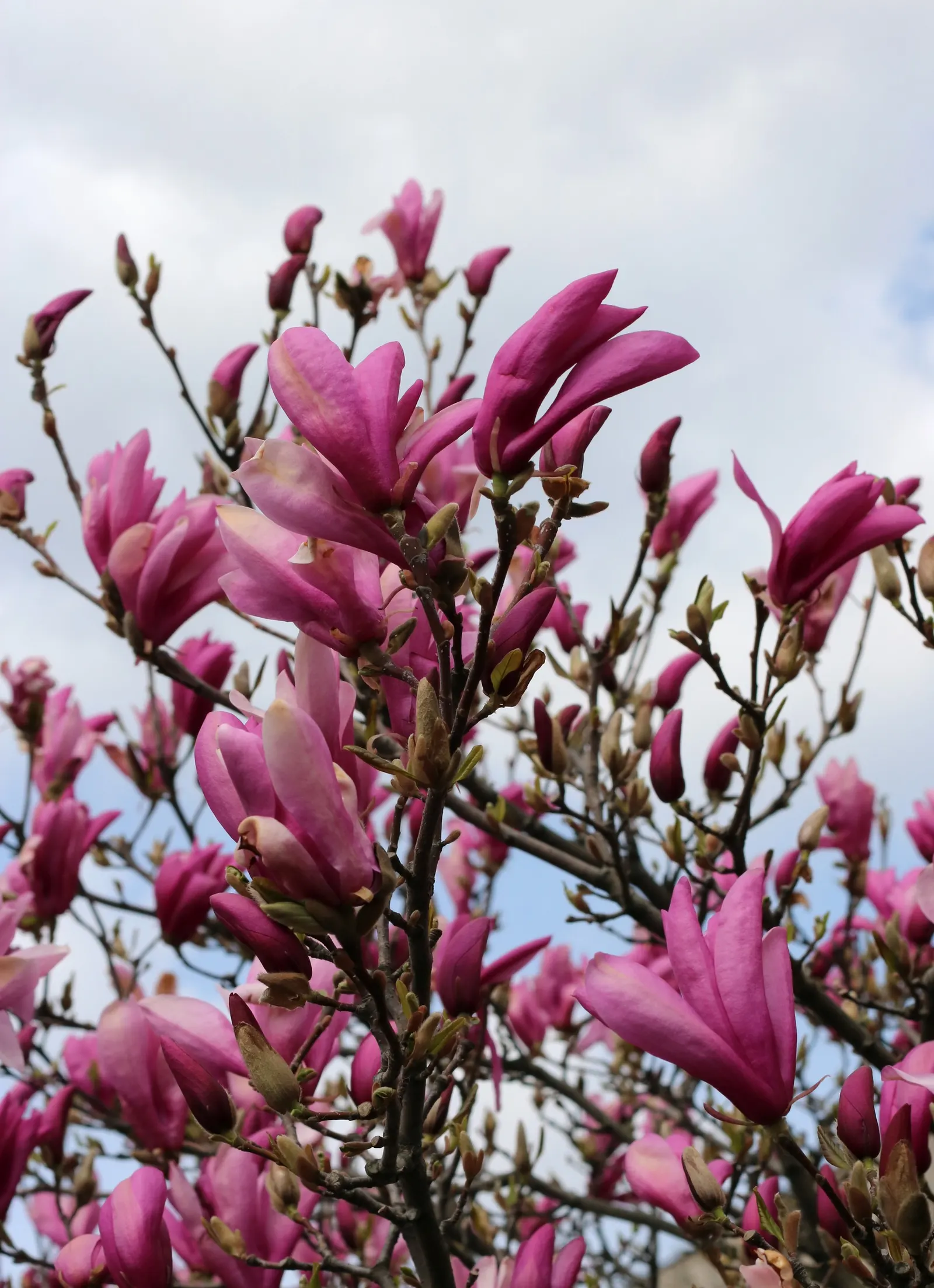 Purple Lilly Magnolia (Magnolia Liliiflora) — appealing to clients who desire a low-maintenance but visually impactful garden element; reaching up, image 75