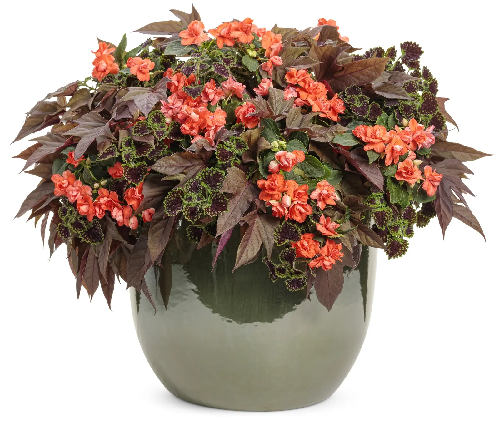 Tropical Shades Double Impatiens (Impatiens walleriana) — commonly referred to as Tropical Shades Double Impatiens; a light feeding or compost-enriched bed