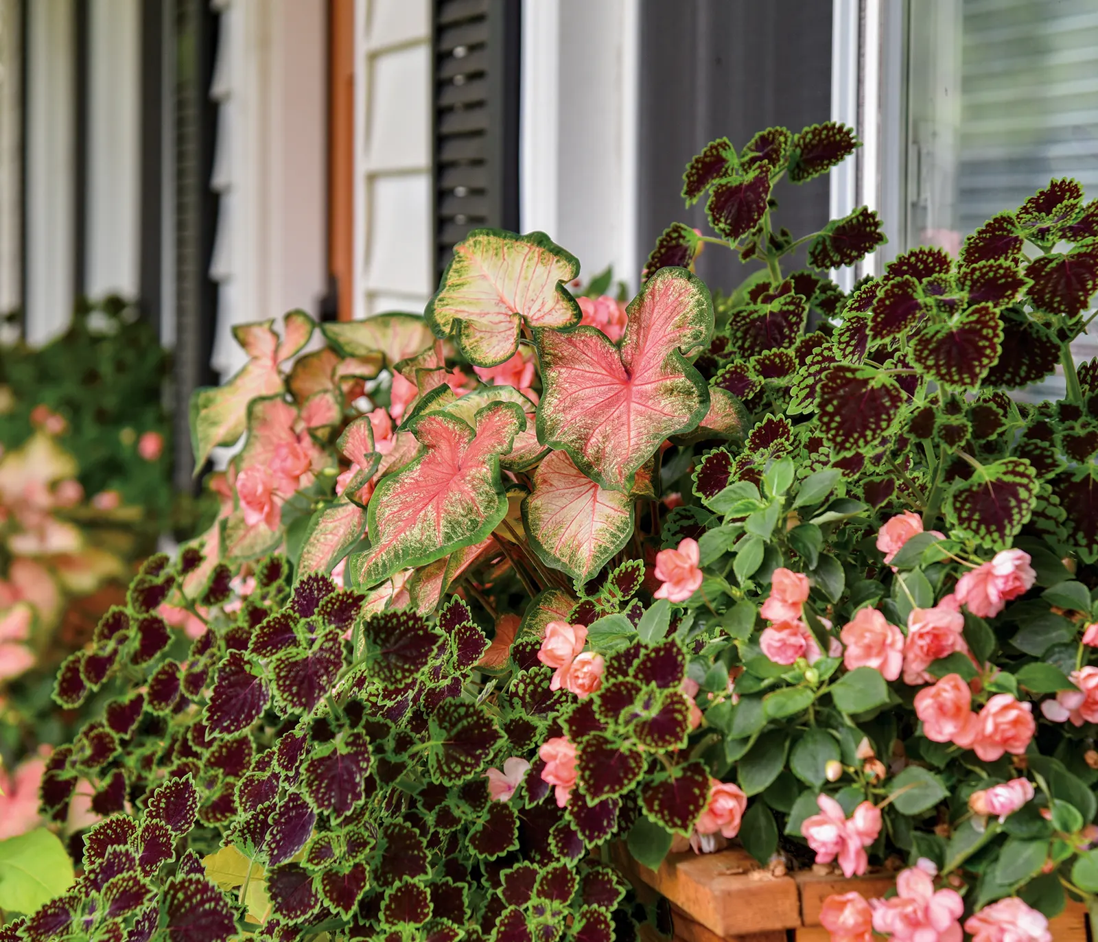 Chinook Sun or Shade Caladium (Caladium hortulanum) — and feed lightly during the growing season to preserve the lush