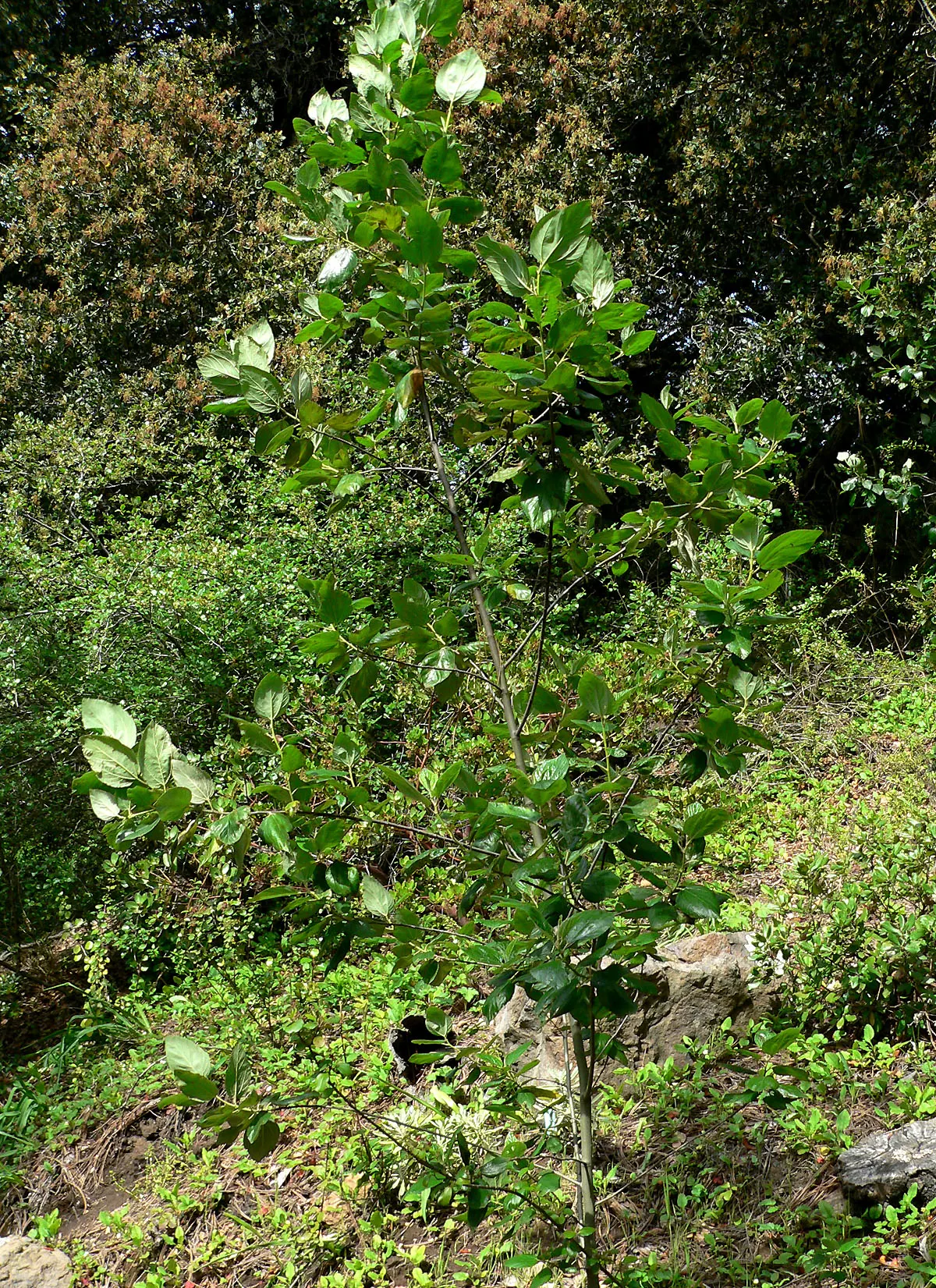 Island Ceanothus (Ceanothus Arboreus) — The Island Ceanothus (Ceanothus arboreus) is a striking evergreen shrub