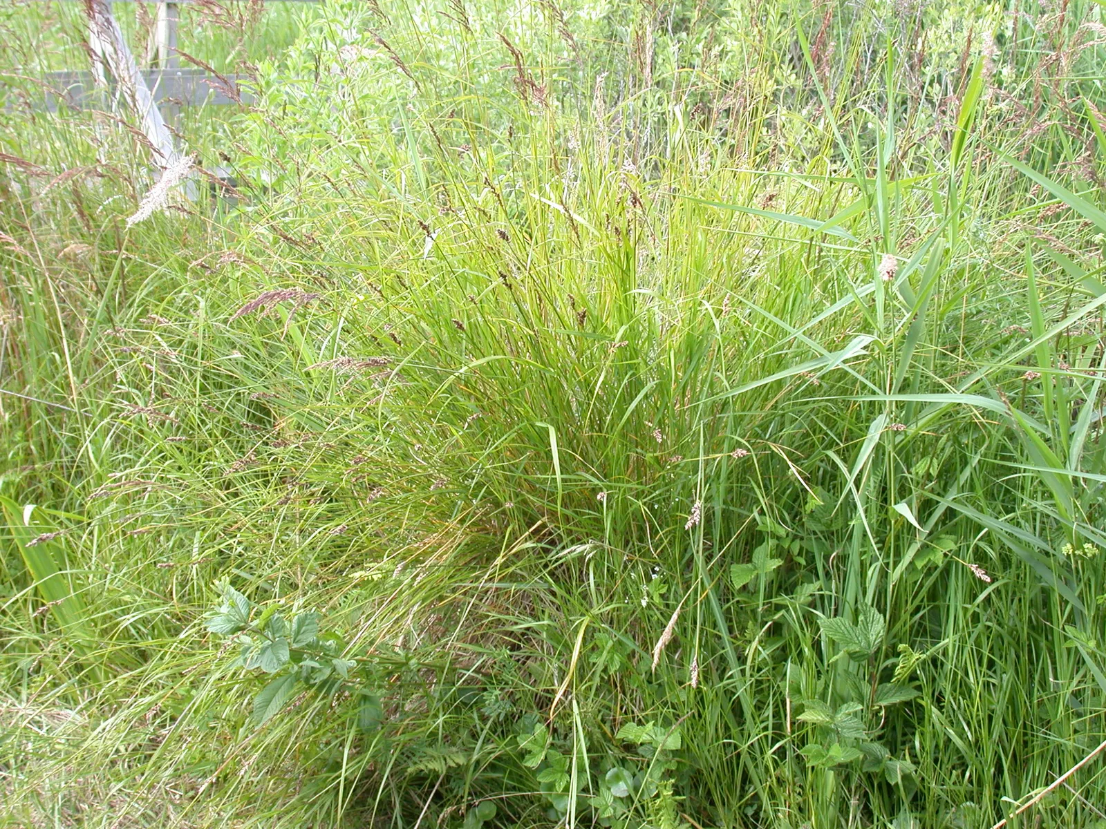 Vetiver (Chrysopogon Zizanioides) — Its dense foliage provides a unique textural element to landscape designs