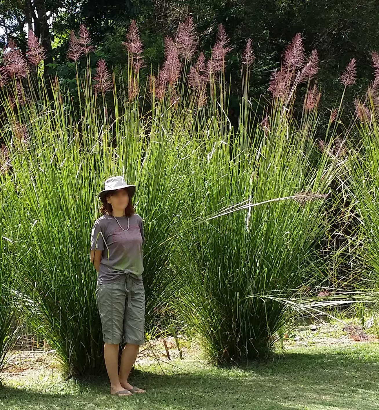 Vetiver (Chrysopogon Zizanioides) — They are amenable to a range of soil types; grass for full or half