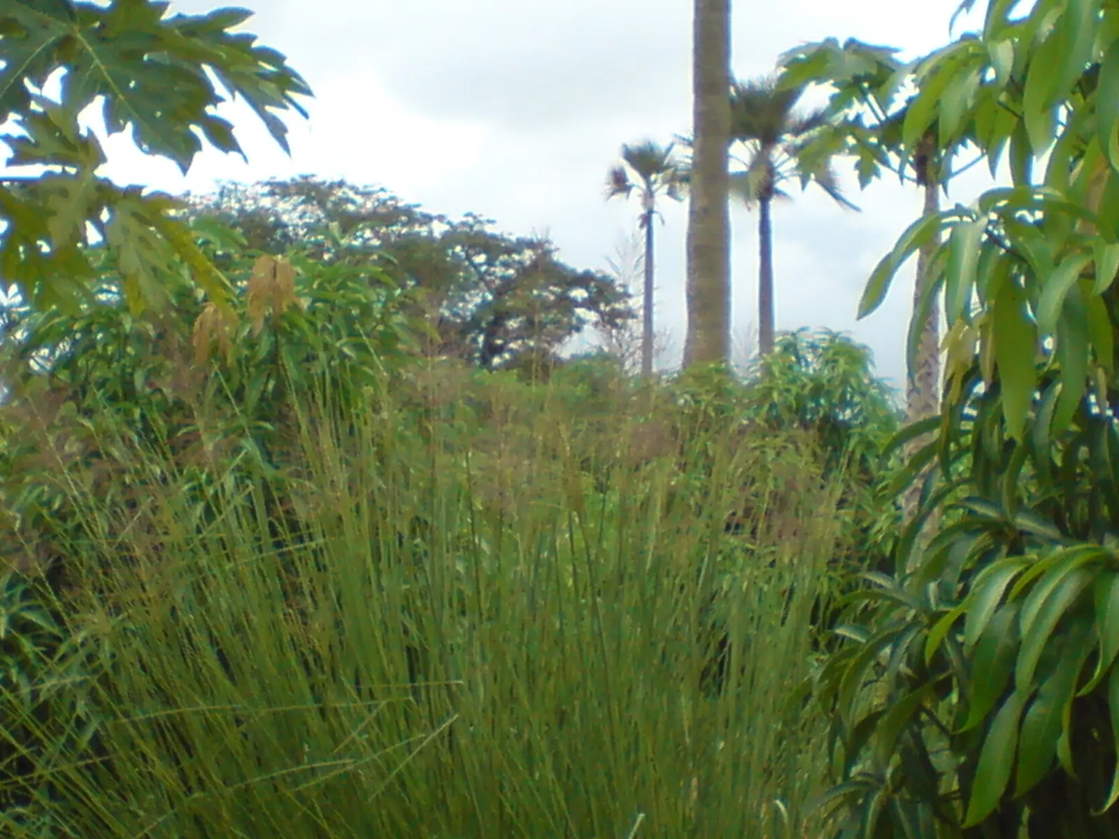 Vetiver (Chrysopogon Zizanioides) — consider its propensity for full sun and a preference for milder climates within the USDA zones 9 to 11