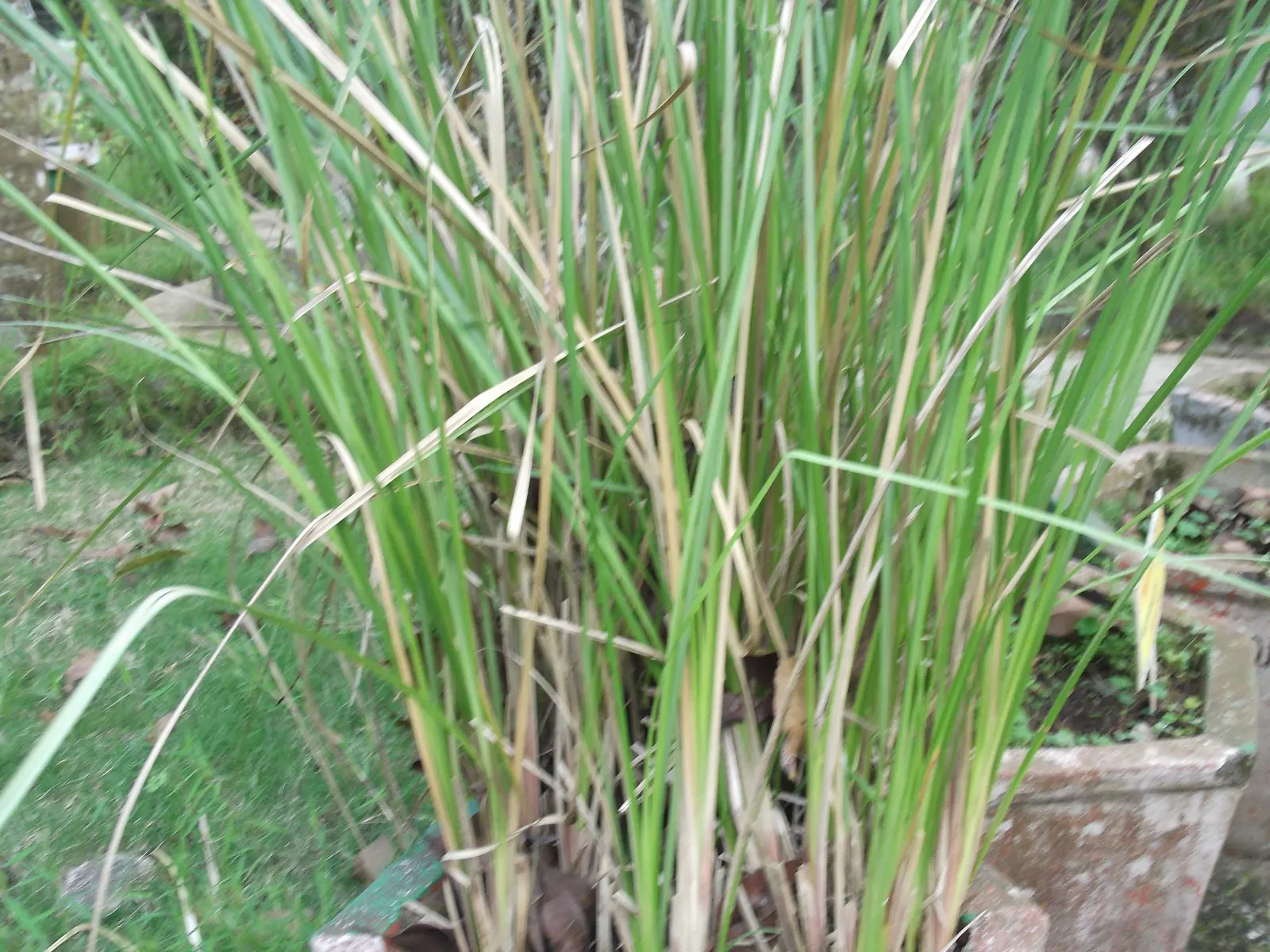 Vetiver (Chrysopogon Zizanioides) — Ideal for erosion control; clients will delight in the plant's lush greenery and benefits
