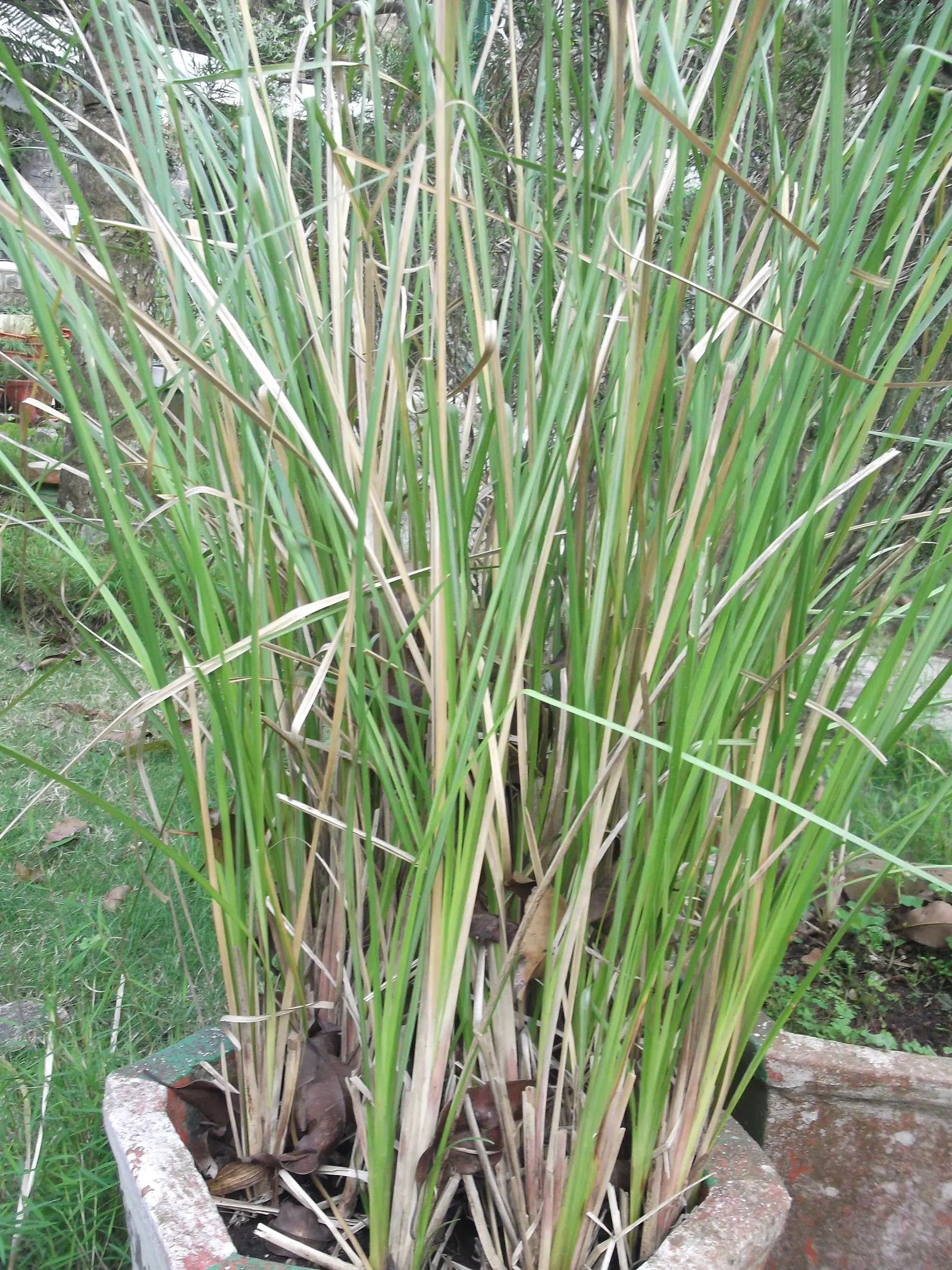 Vetiver (Chrysopogon Zizanioides) — contributing both aesthetic appeal and practical merits to their garden