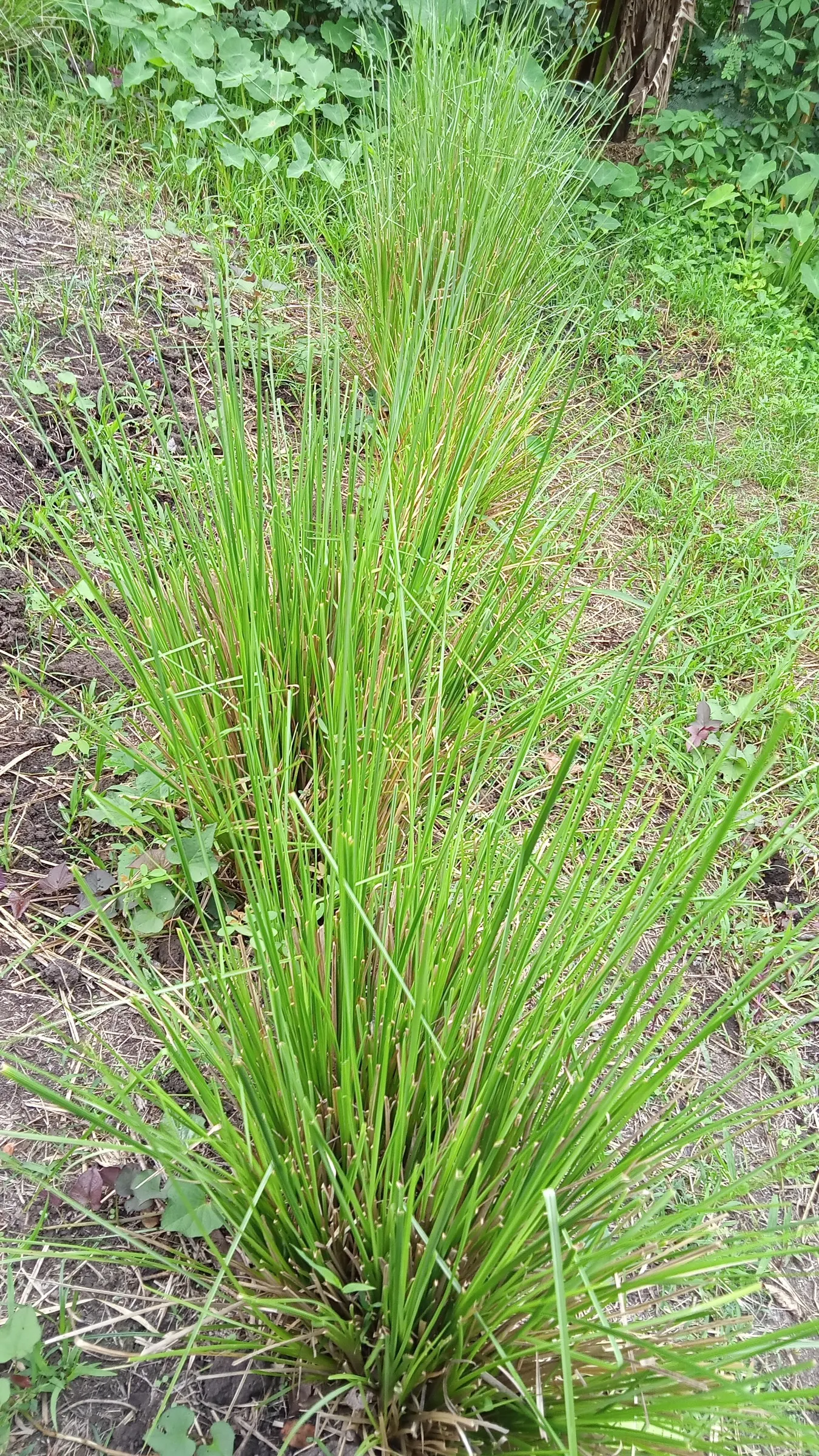 Vetiver (Chrysopogon Zizanioides) — Vetiver thrives in full sun and tolerates a range of soil types with minimal water once established; ideal for erosion