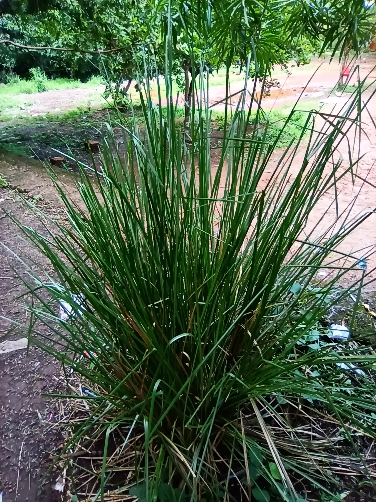 Vetiver (Chrysopogon Zizanioides) — commonly used in perfumery and soil amendment.<br><br>When designing with Vetiver
