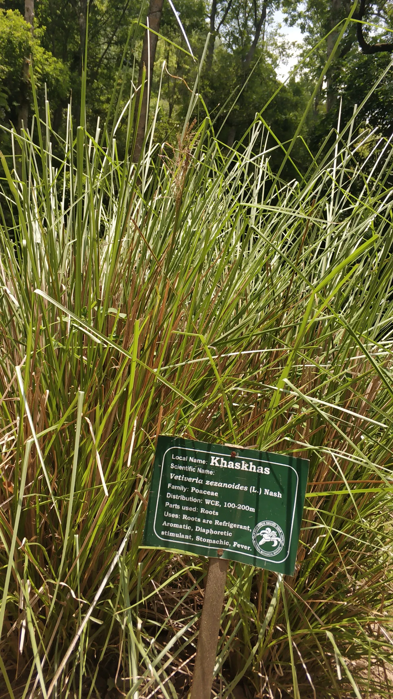 Vetiver (Chrysopogon Zizanioides) — Vetiver roots contain an aromatic oil