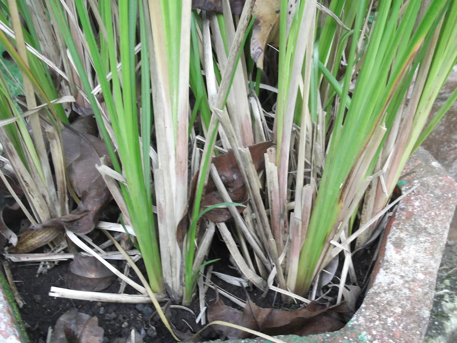 Vetiver (Chrysopogon Zizanioides) — This plant offers excellent soil stabilization, with roots that can extend down to 10 feet