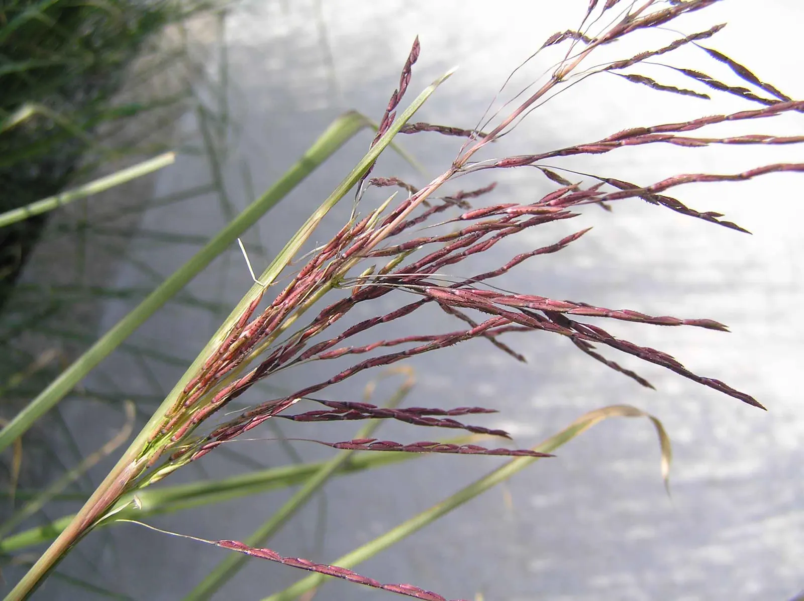 Vetiver (Chrysopogon Zizanioides) — scientifically named Chrysopogon zizanioides; requiring minimal fertilizer and capable of withstanding grazing pressure