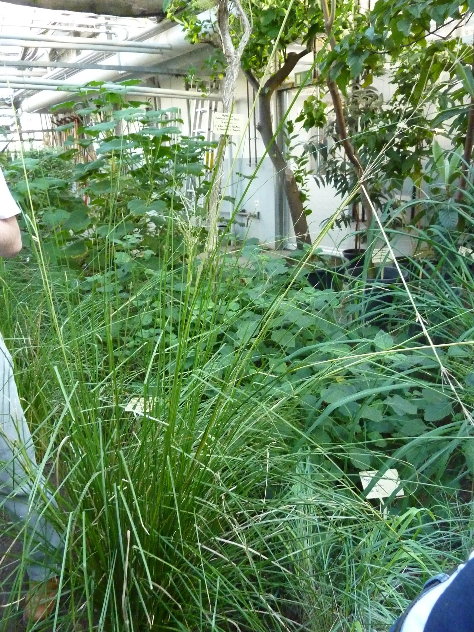 Vetiver (Chrysopogon Zizanioides) — grass for full or half