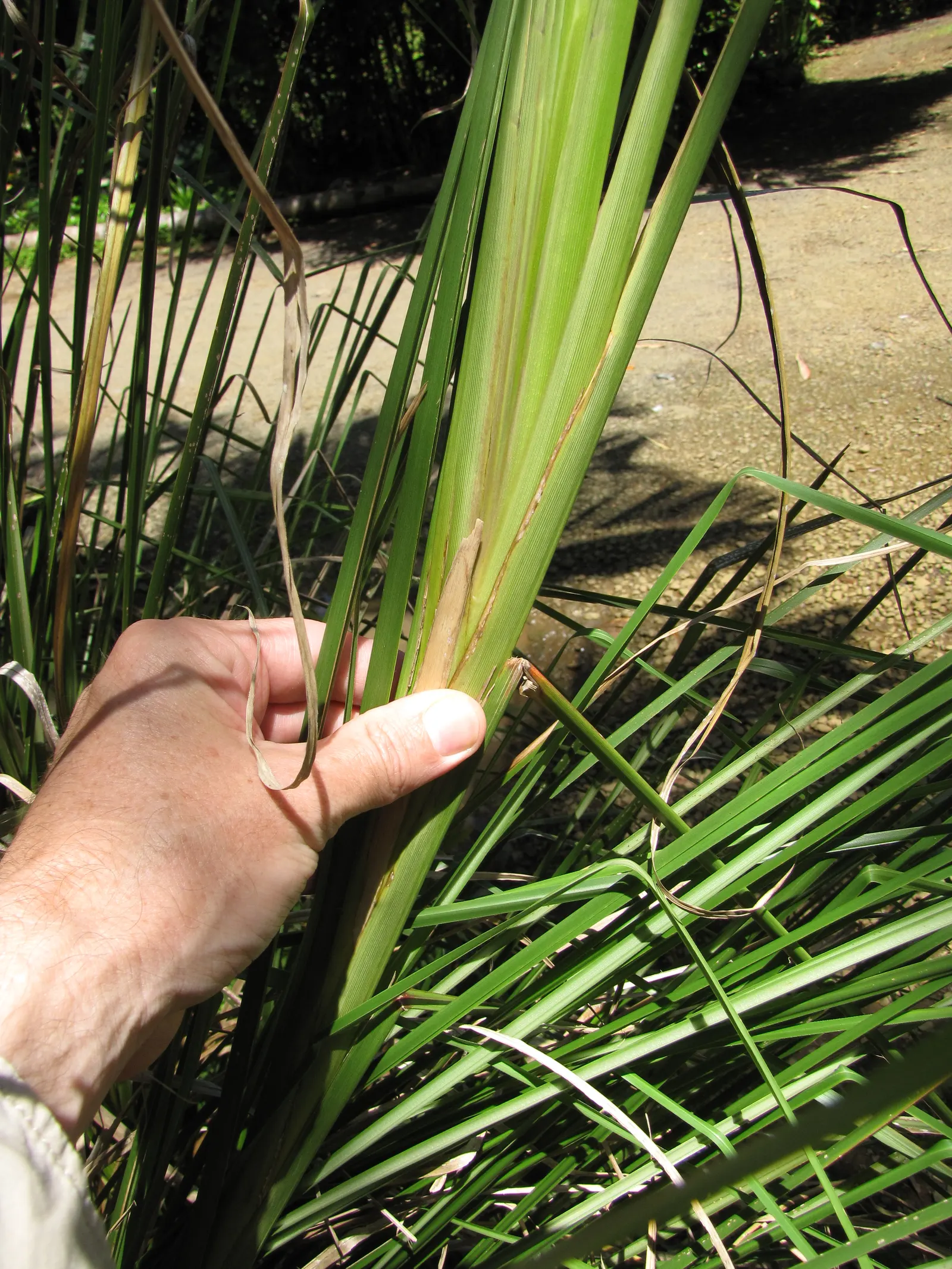 Vetiver (Chrysopogon Zizanioides) — Note that Vetiver is relatively low maintenance; grass with white blooms