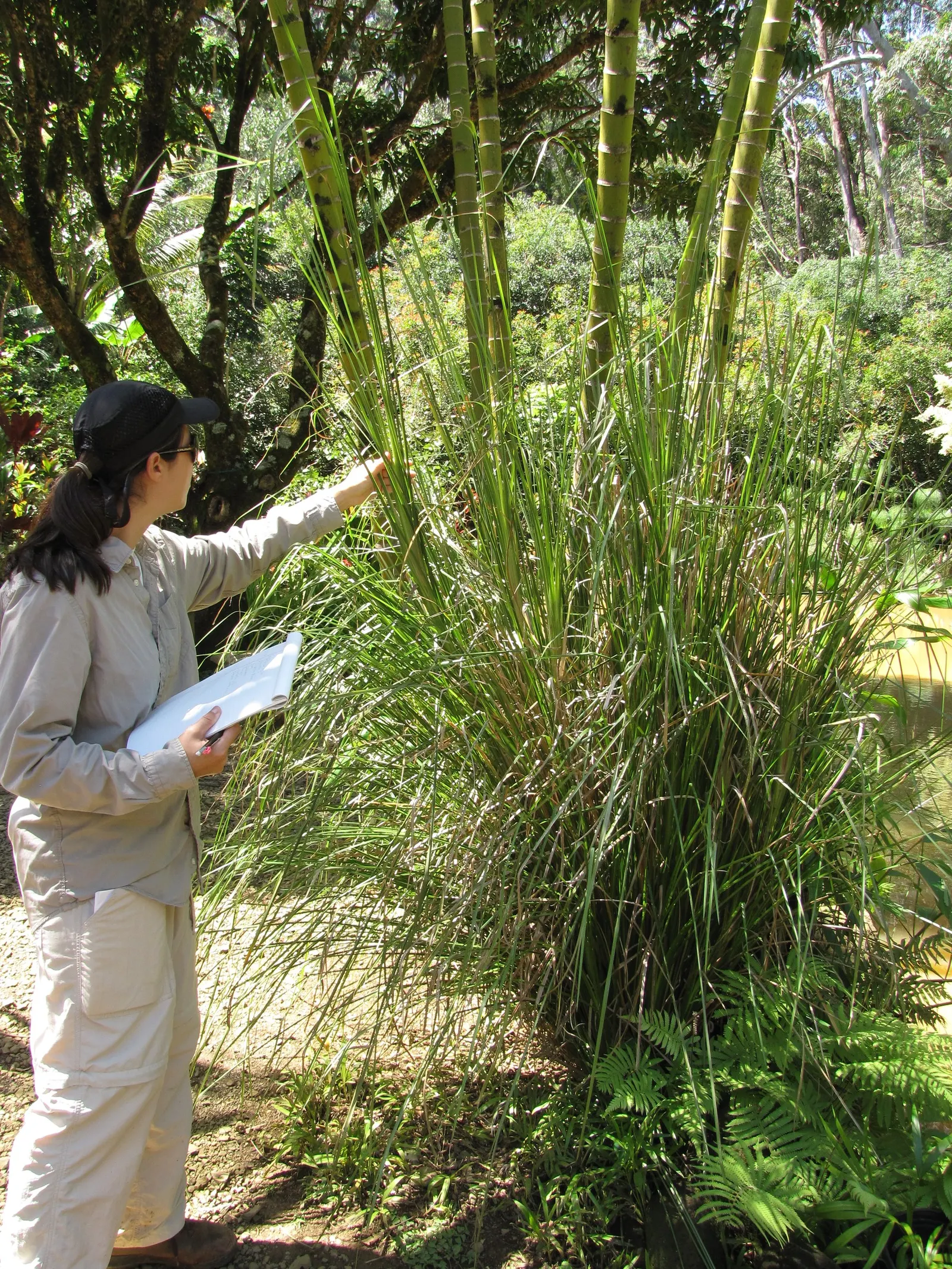 Vetiver (Chrysopogon Zizanioides) — white flowers in the garden