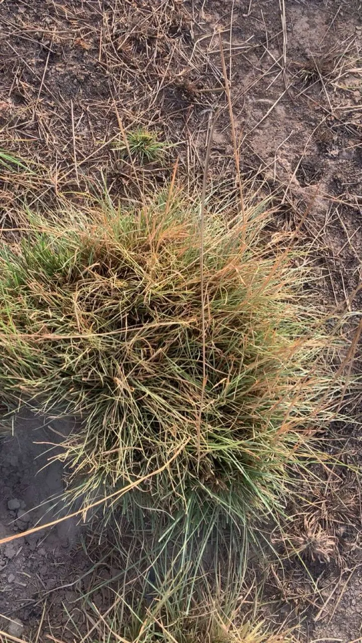 Vetiver (Chrysopogon Zizanioides) — Vetiver (Chrysopogon zizanioides) is a perennial bunchgrass