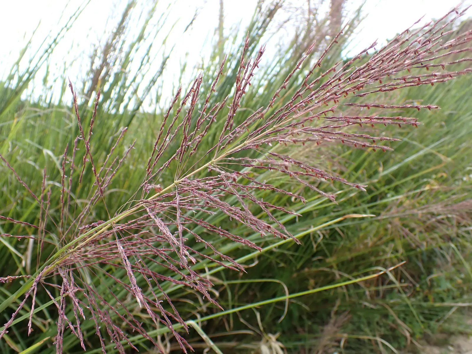 Vetiver (Chrysopogon Zizanioides) — contributing both aesthetic appeal and practical merits to their garden; white flowers in the garden