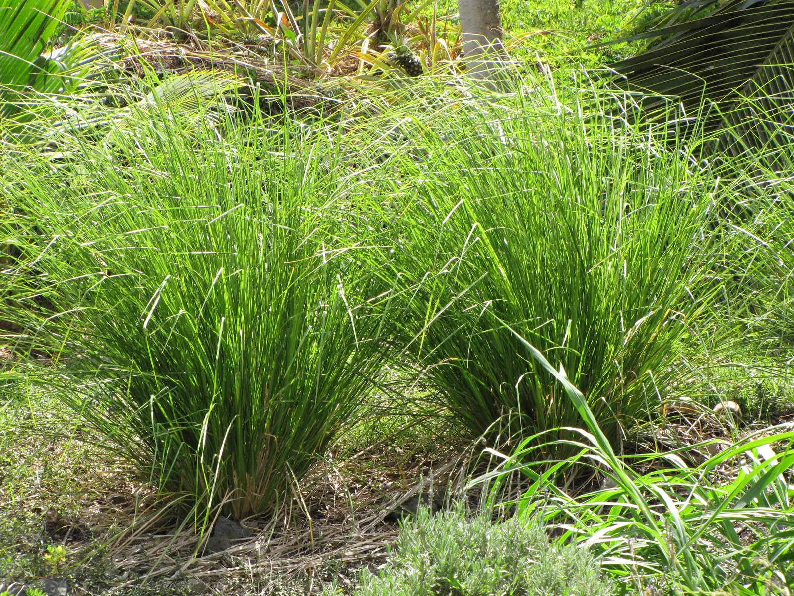 Vetiver (Chrysopogon Zizanioides) — They are amenable to a range of soil types