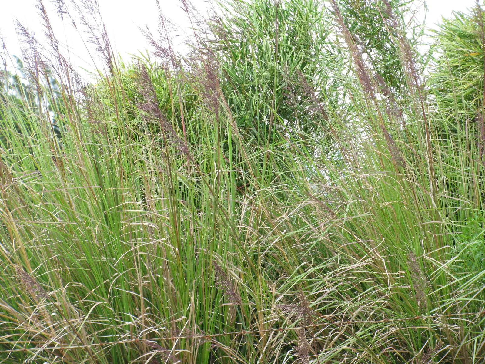 Vetiver (Chrysopogon Zizanioides) — scientifically named Chrysopogon zizanioides