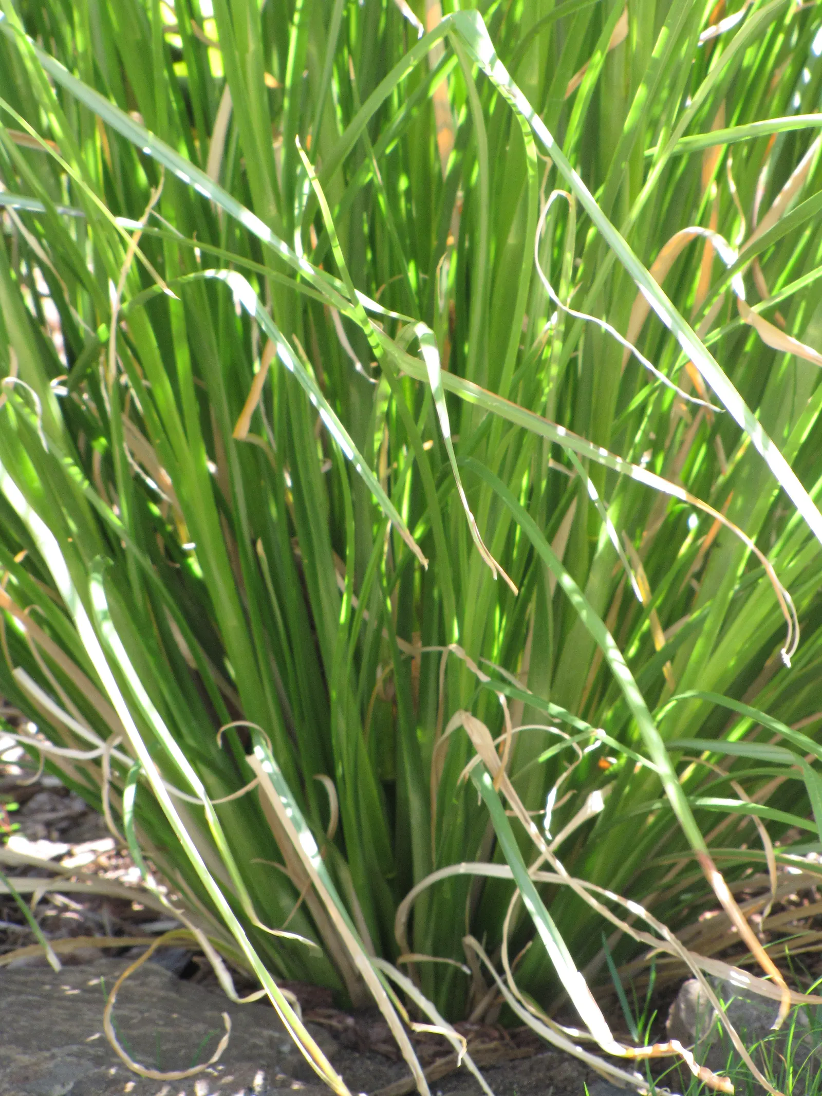 Vetiver (Chrysopogon Zizanioides) — but waterlogged conditions should be avoided