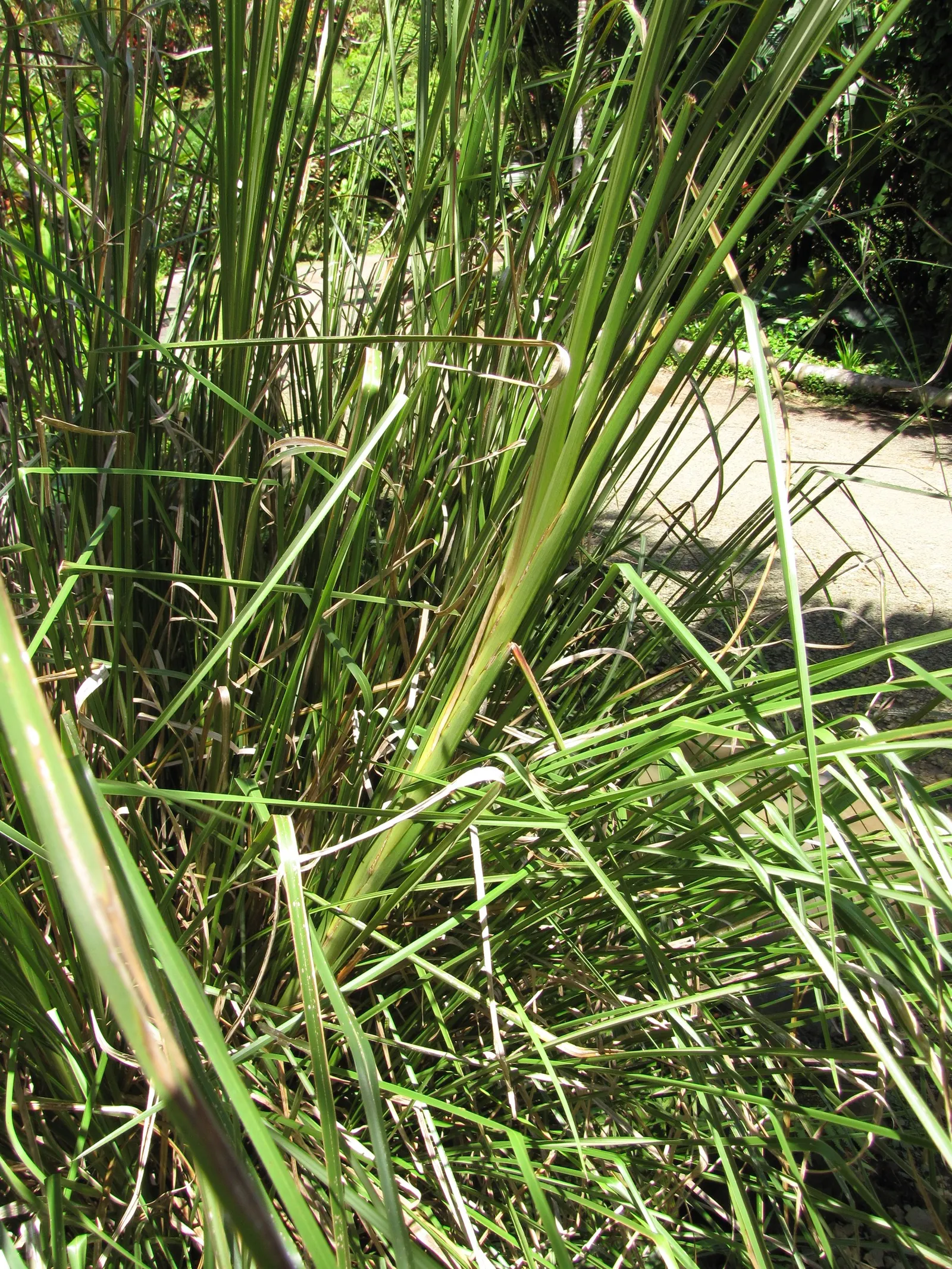 Vetiver (Chrysopogon Zizanioides) — Note that Vetiver is relatively low maintenance