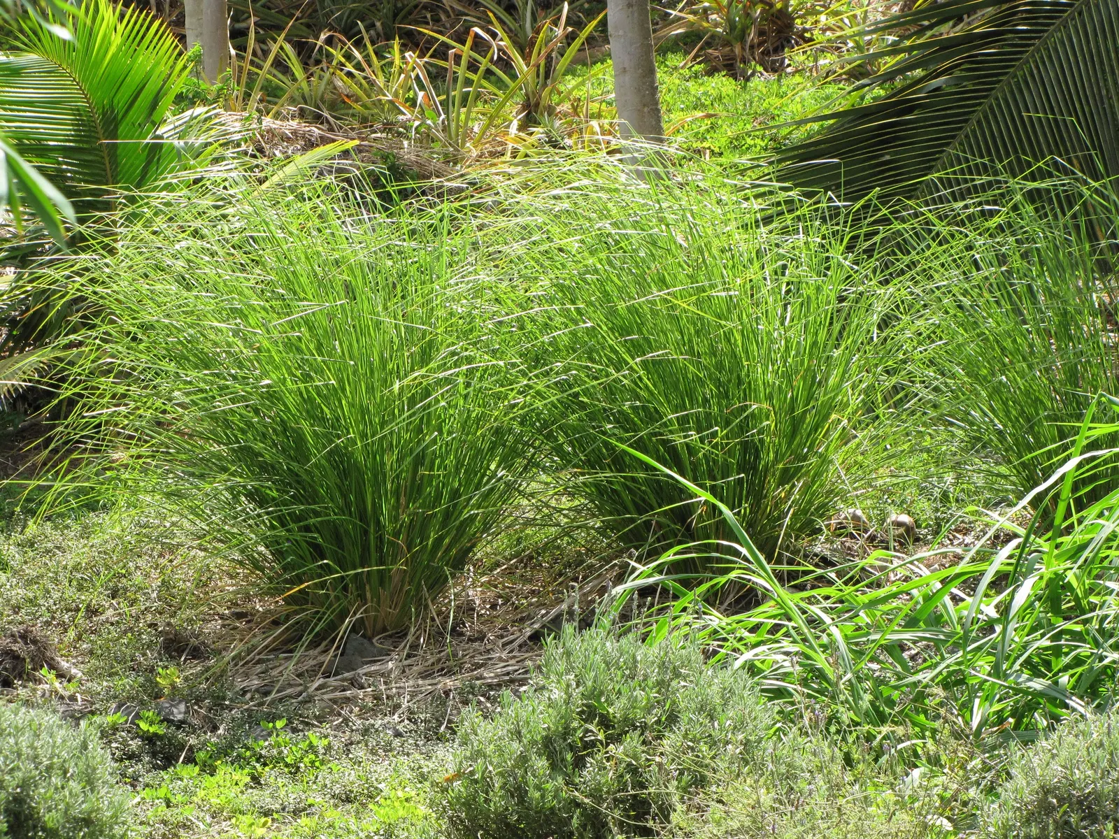 Vetiver (Chrysopogon Zizanioides) — from well-drained sandy soil to heavy clay; this deep-rooted plant can reach a height of approximately 4 to 5 feet