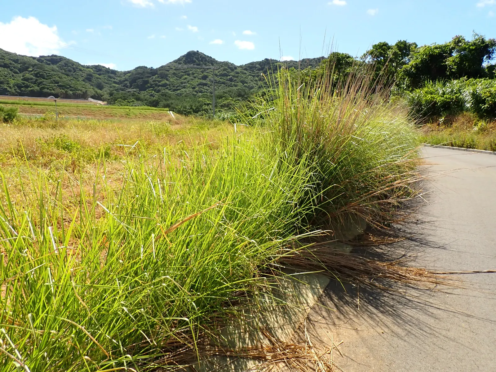 Vetiver (Chrysopogon Zizanioides) — This plant offers excellent soil stabilization, with roots that can extend down to 10 feet; commonly used in perfumery and
