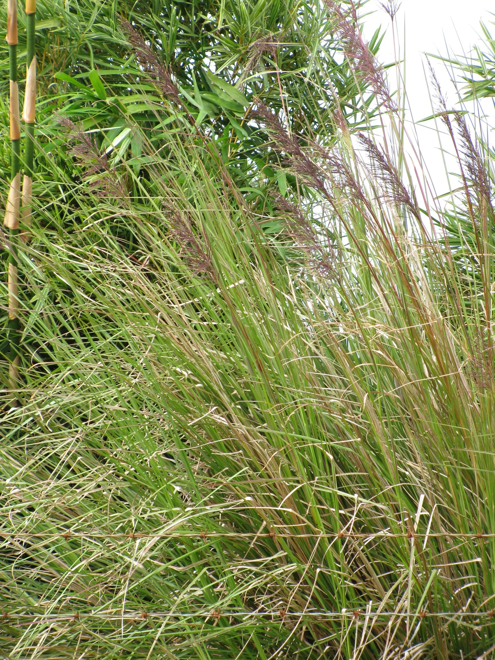 Vetiver (Chrysopogon Zizanioides) — Clients will delight in the plant's lush greenery and benefits; they are amenable to a range of soil types