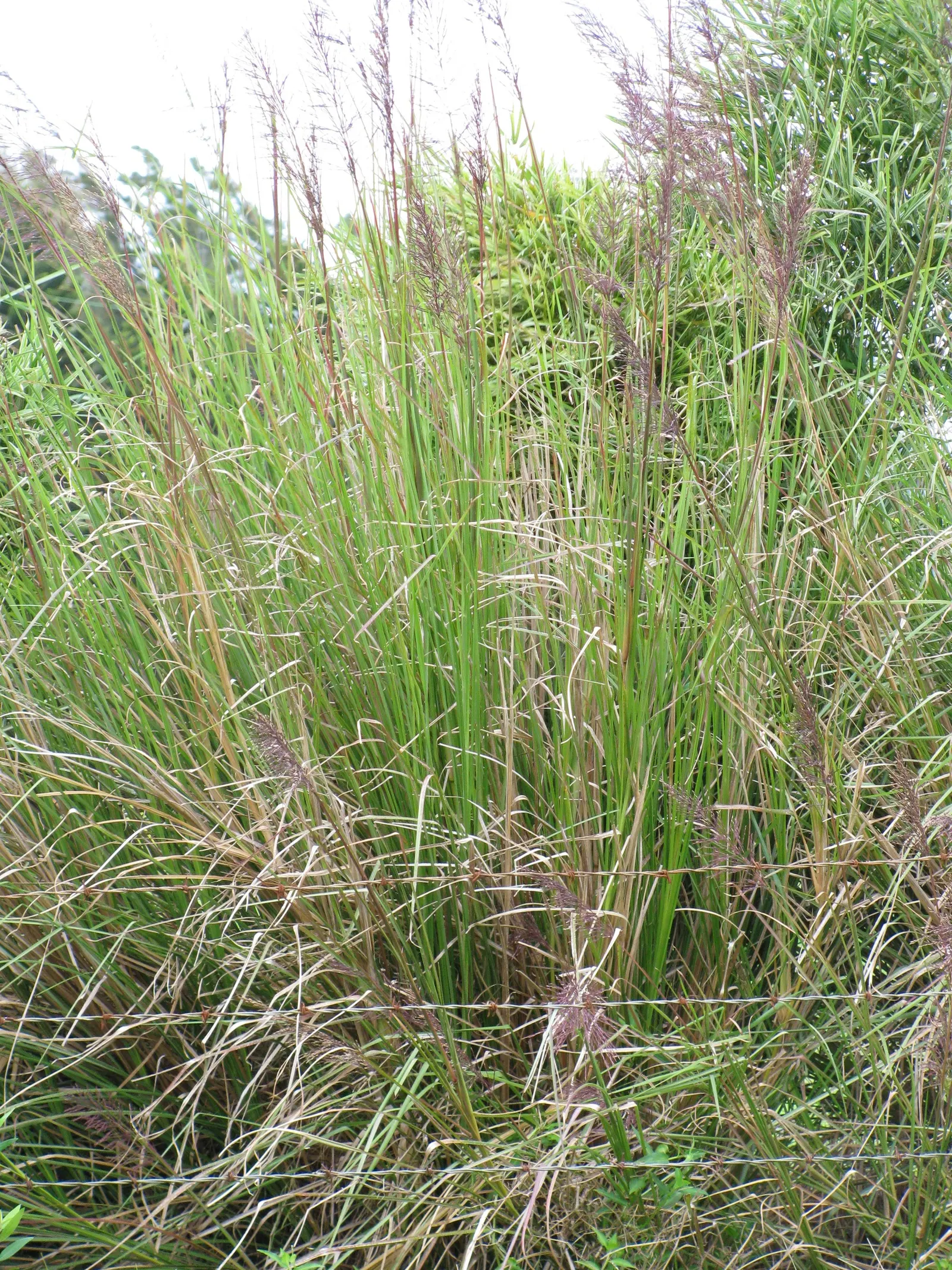 Vetiver (Chrysopogon Zizanioides) — commonly used in perfumery and soil amendment.<br><br>When designing with Vetiver; this extensive root network makes
