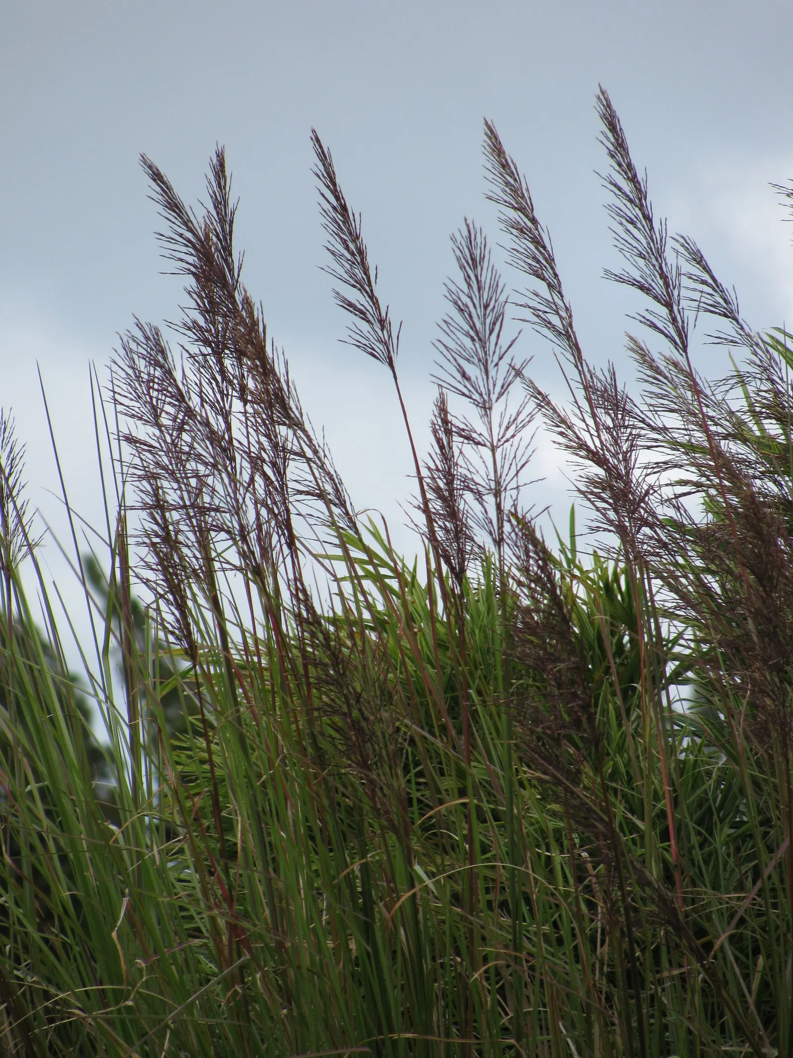Vetiver (Chrysopogon Zizanioides) — Ideal for erosion control