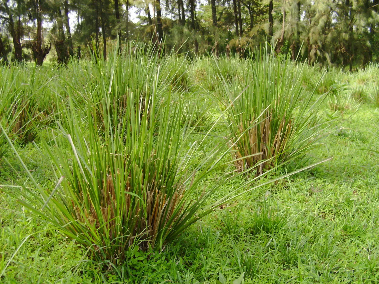 Vetiver (Chrysopogon Zizanioides) — as they can withstand high levels of soil salinity and survive periods of drought; note that Vetiver is relatively low