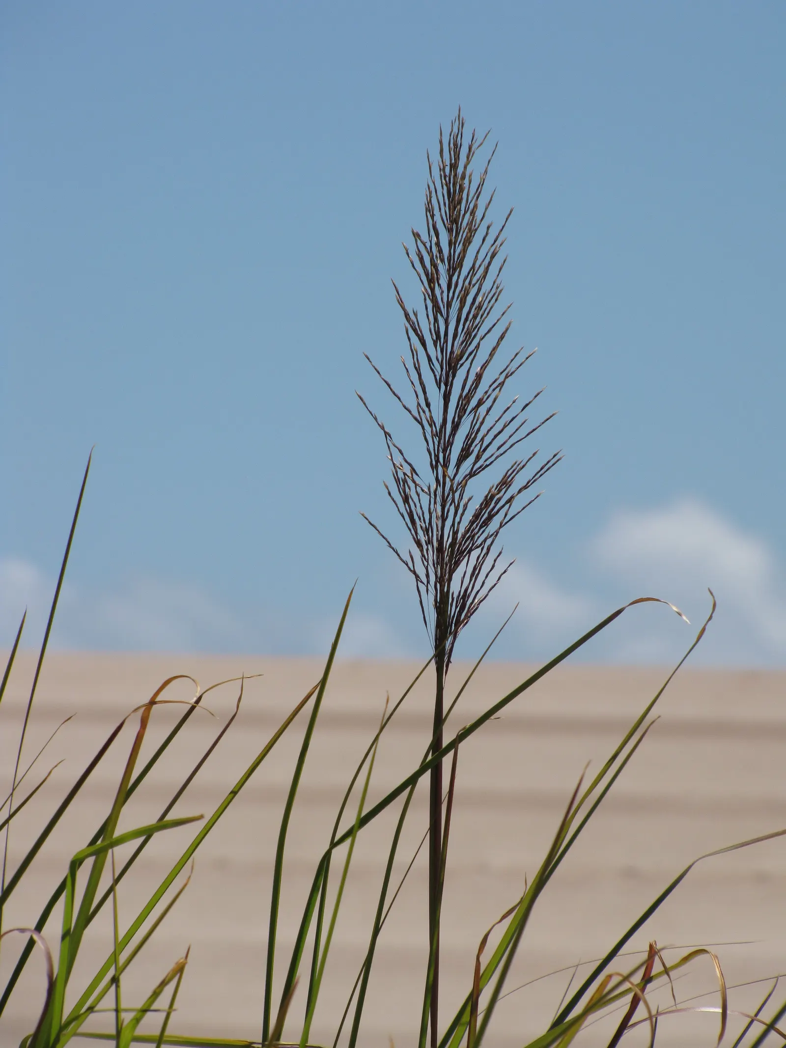 Vetiver (Chrysopogon Zizanioides) — as they can withstand high levels of soil salinity and survive periods of drought