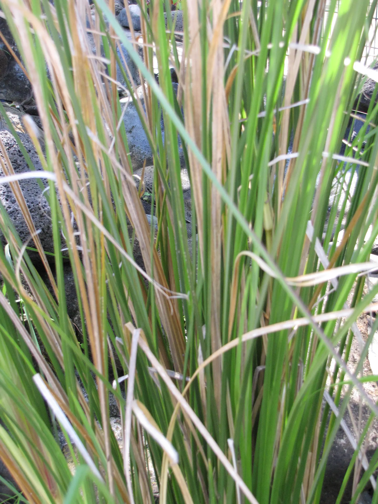 Vetiver (Chrysopogon Zizanioides) — Its dense foliage provides a unique textural element to landscape designs; vetiver roots contain an aromatic oil