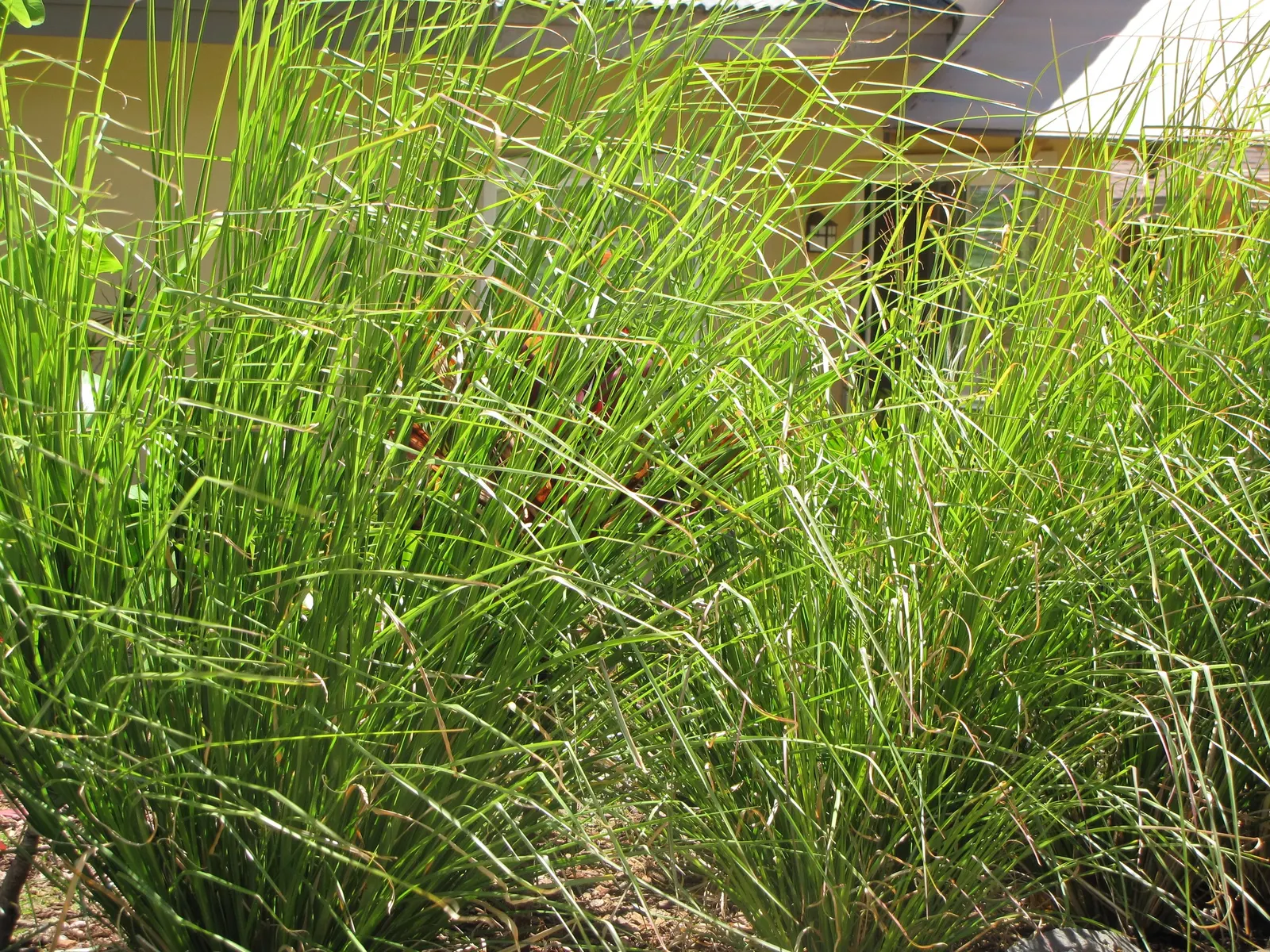 Vetiver (Chrysopogon Zizanioides) — requiring minimal fertilizer and capable of withstanding grazing pressure