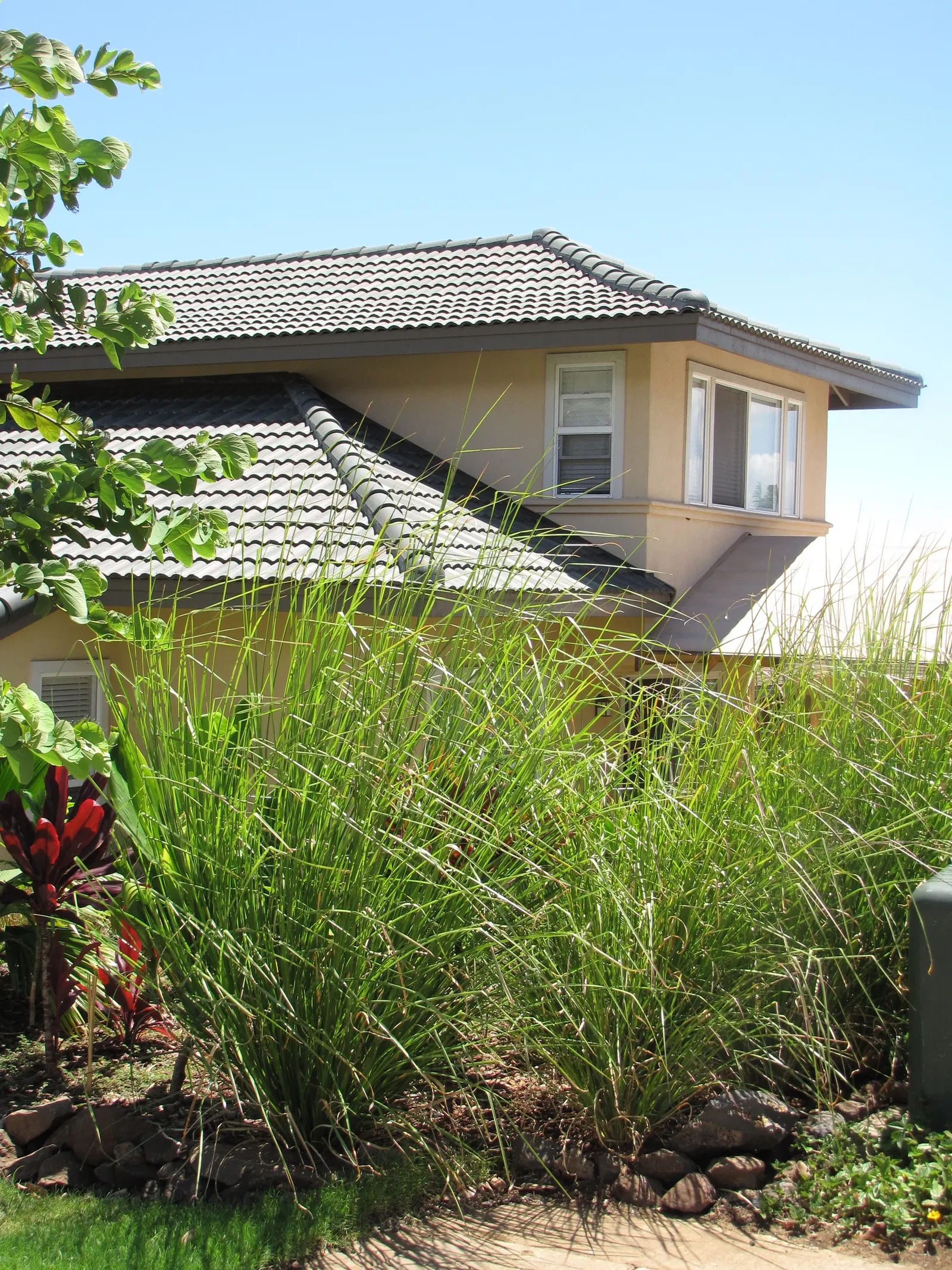 Vetiver (Chrysopogon Zizanioides) — consider its propensity for full sun and a preference for milder climates within the USDA zones 9 to 11; but waterlogged