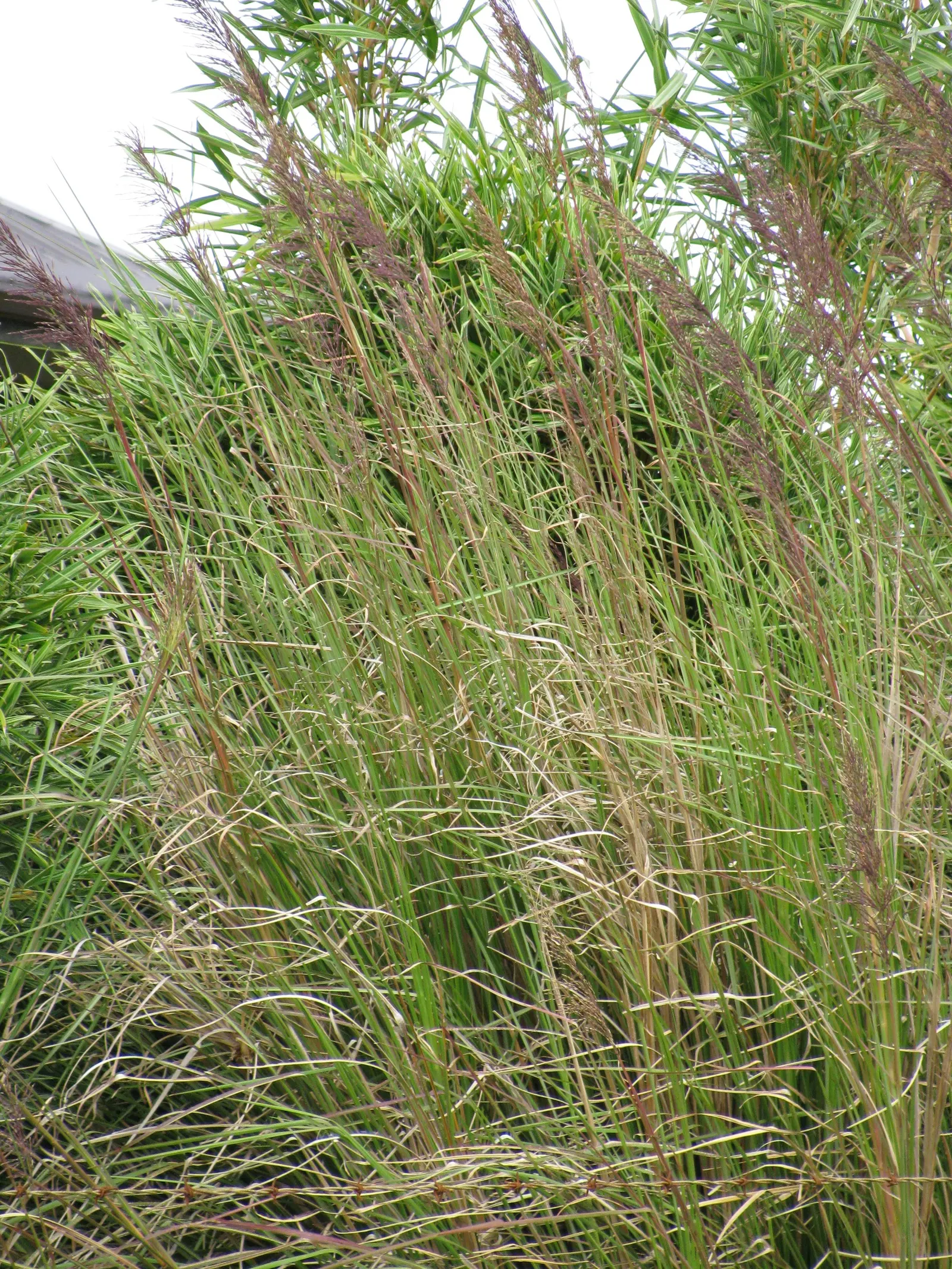 Vetiver (Chrysopogon Zizanioides) — This deep-rooted plant can reach a height of approximately 4 to 5 feet; this plant offers excellent soil stabilization