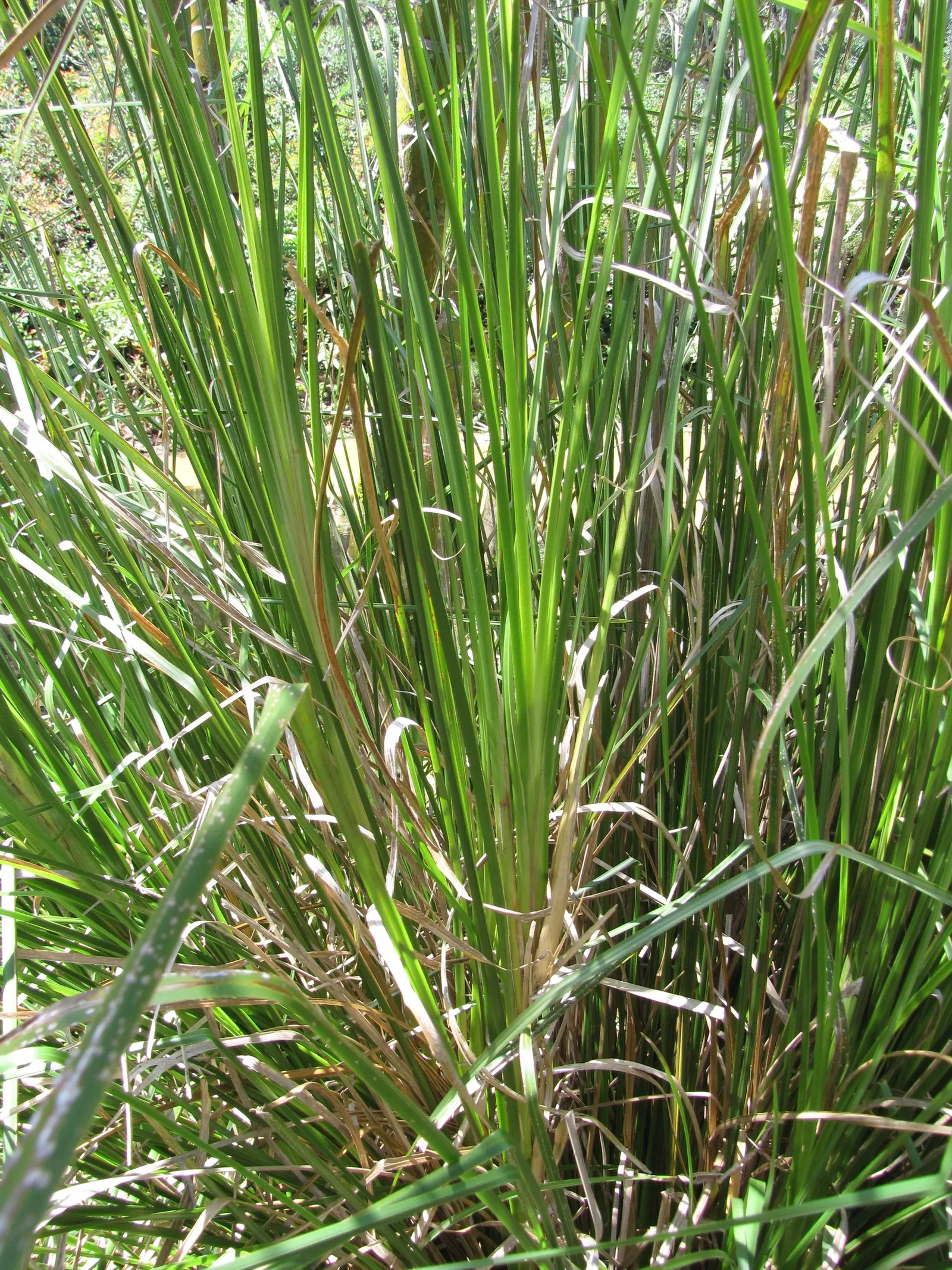 Vetiver (Chrysopogon Zizanioides) — This deep-rooted plant can reach a height of approximately 4 to 5 feet