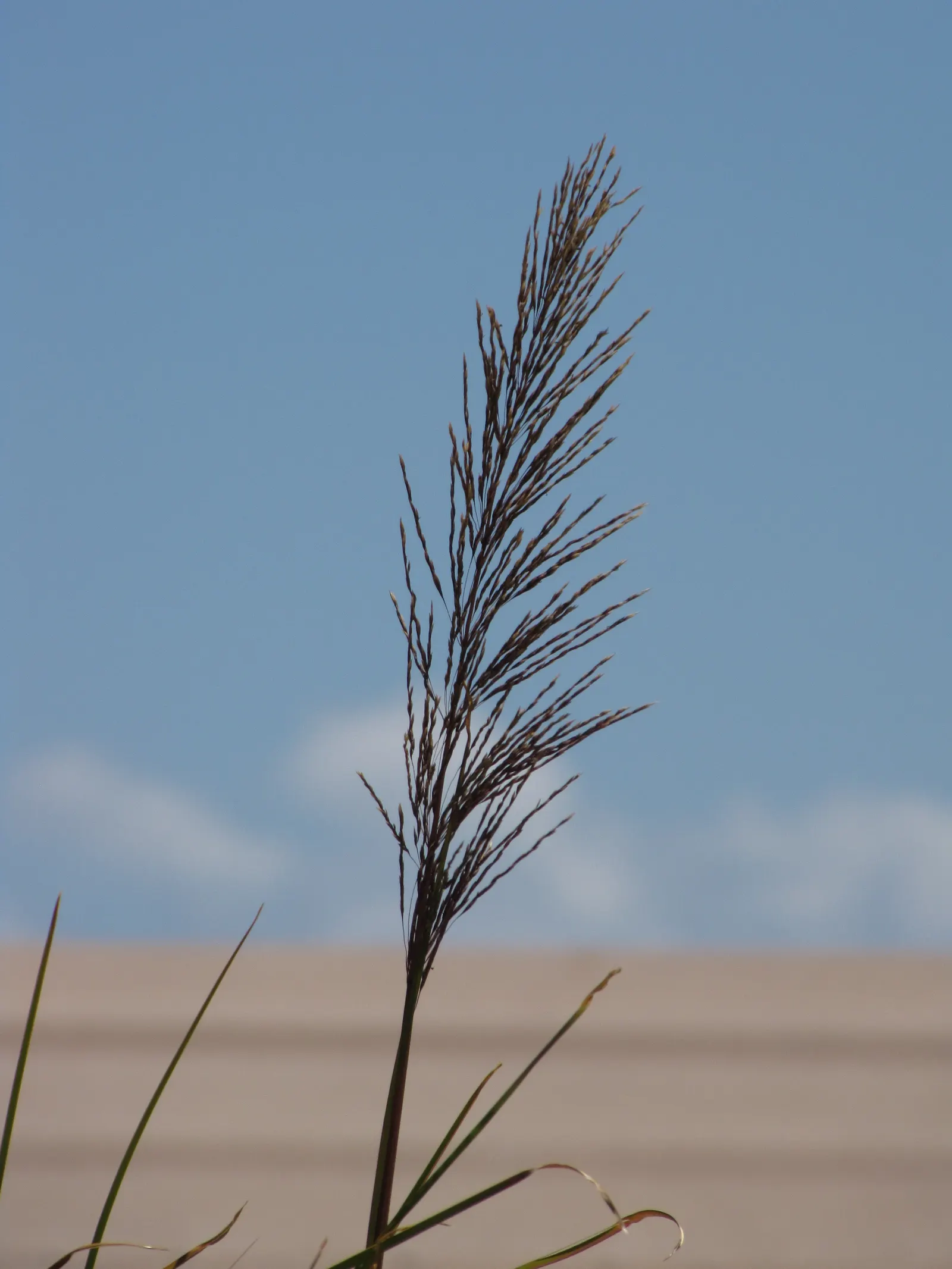 Vetiver (Chrysopogon Zizanioides) — grass with white blooms