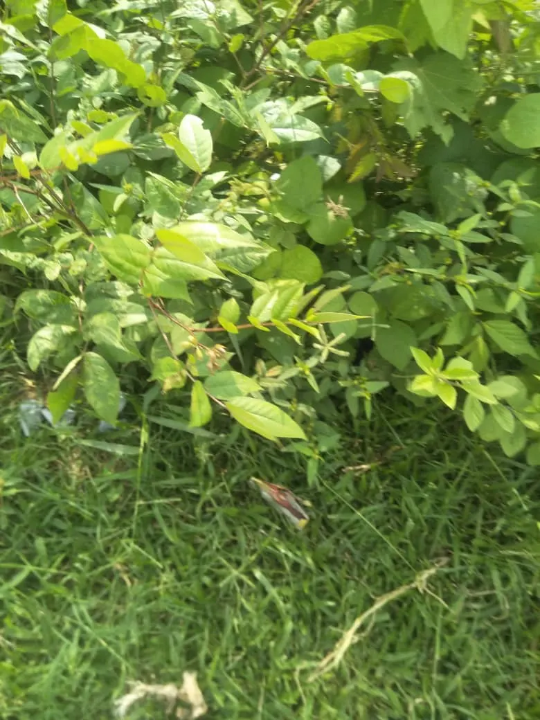 Vetiver (Chrysopogon Zizanioides) — Clients will delight in the plant's lush greenery and benefits