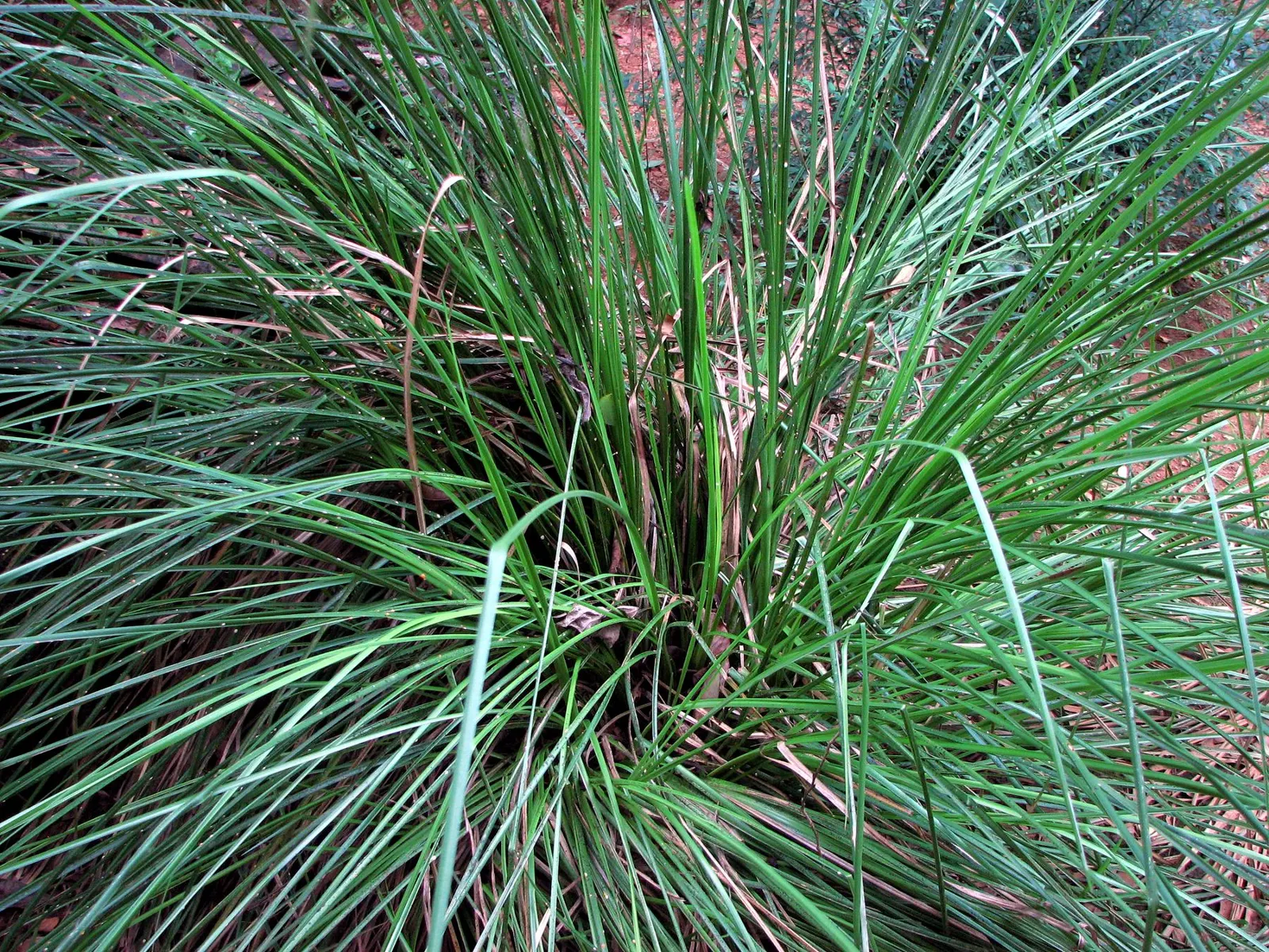 Vetiver (Chrysopogon Zizanioides) — white flowers in the garden; its dense foliage provides a unique textural element to landscape designs