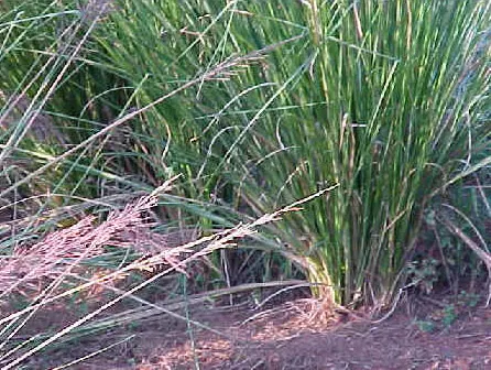 Vetiver (Chrysopogon Zizanioides) — but waterlogged conditions should be avoided; from well-drained sandy soil to heavy clay